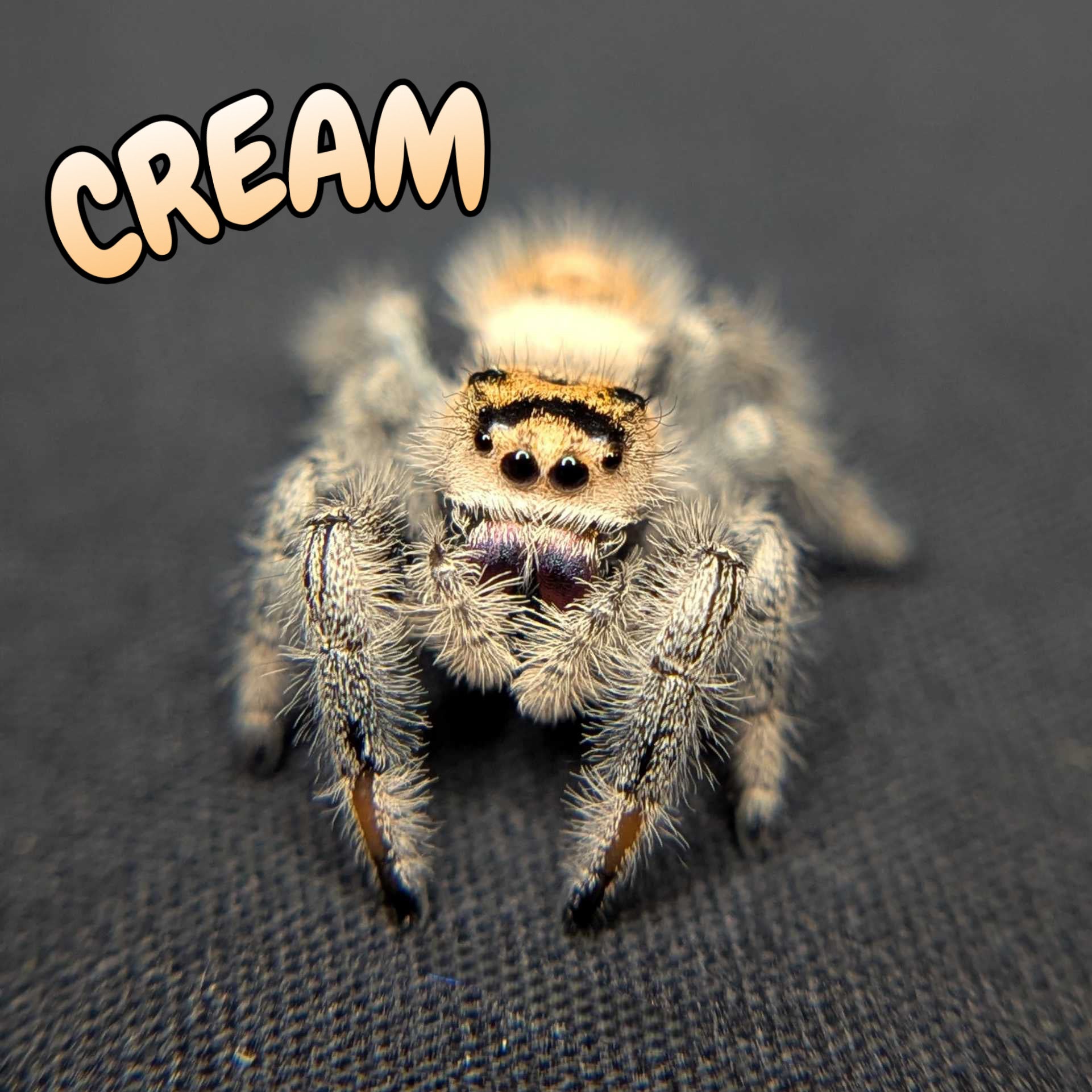 Regal Jumping Spider "Cream"