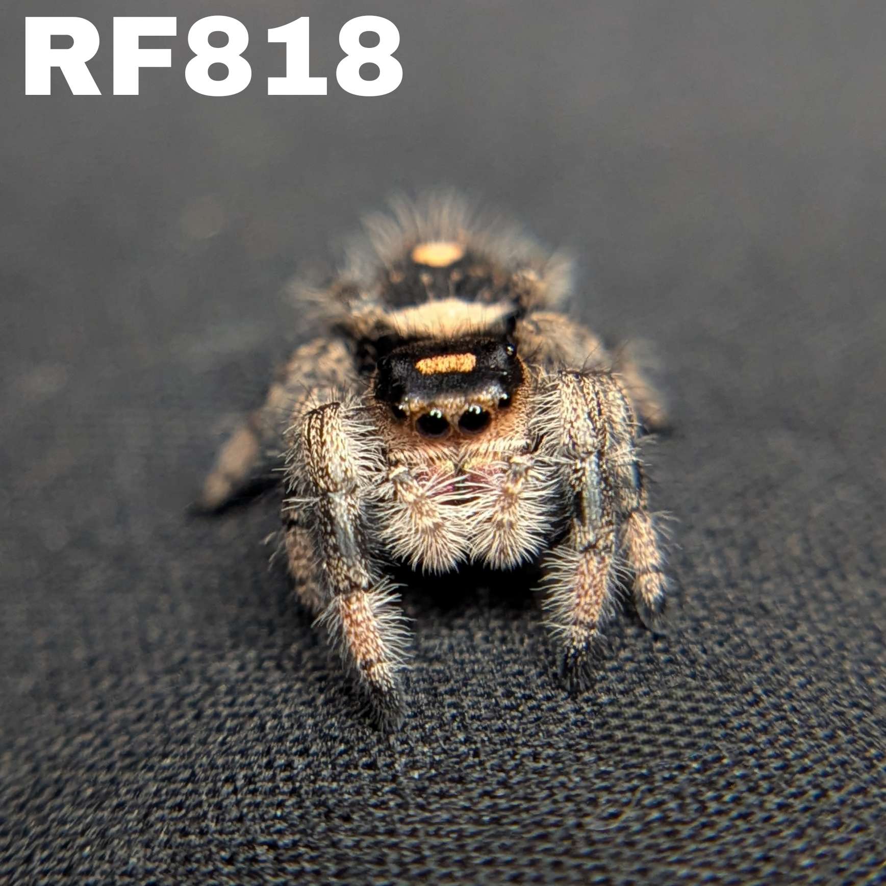 Regal Jumping Spider "Devil"