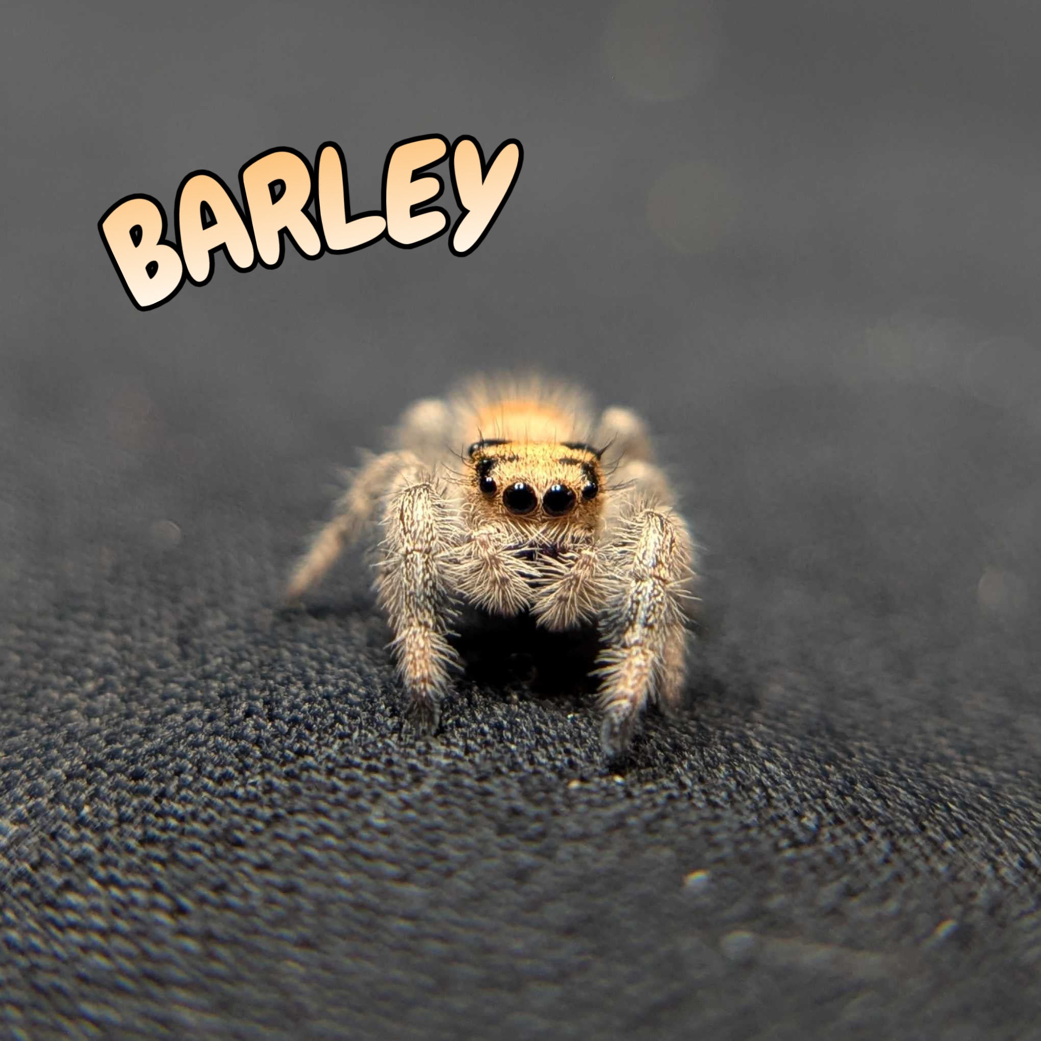Regal Jumping Spider "Barley"