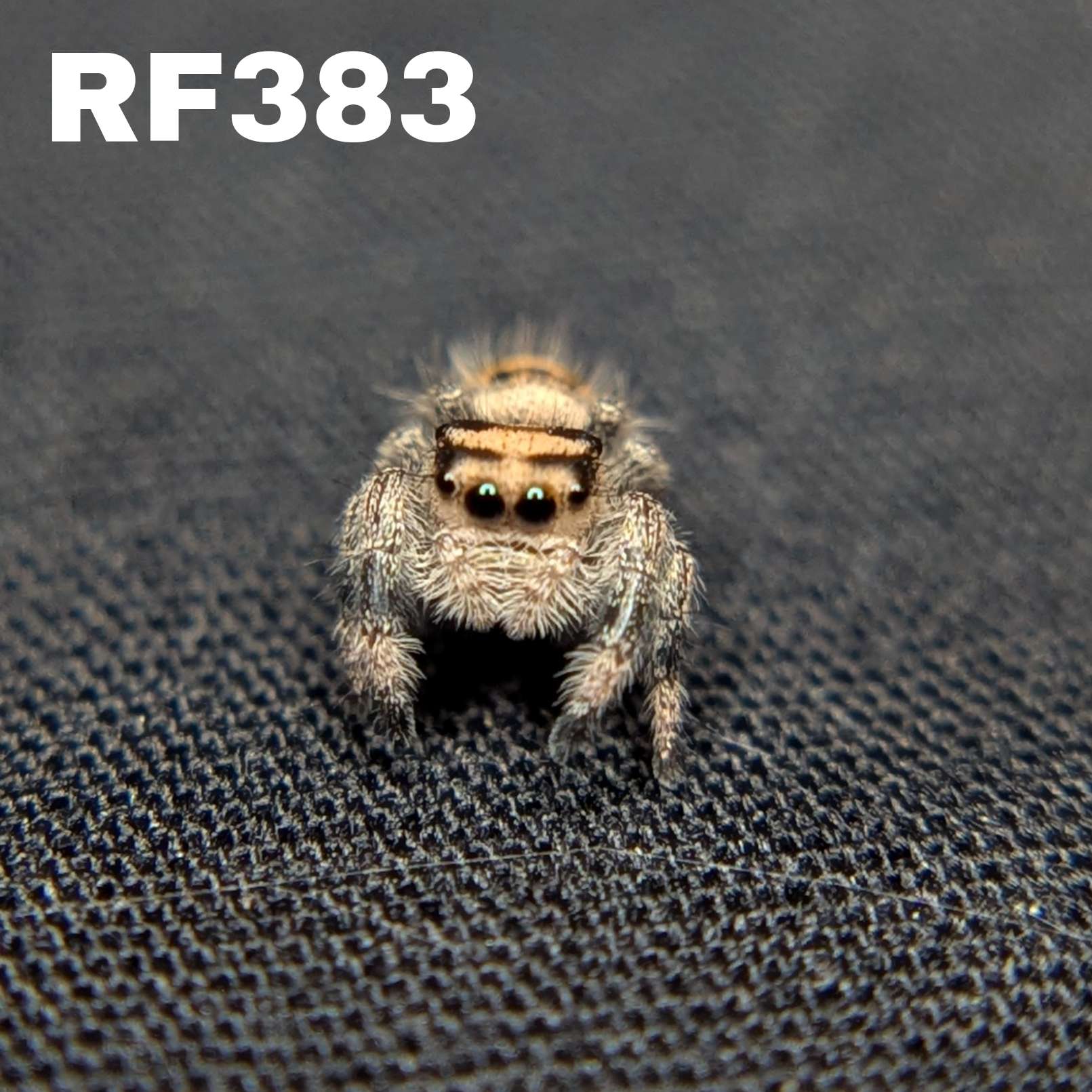 Regal Jumping Spider "Cutie"