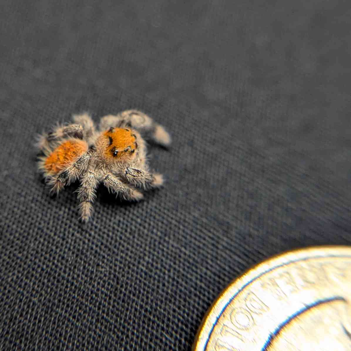 Regal Jumping Spider "Shimmer"