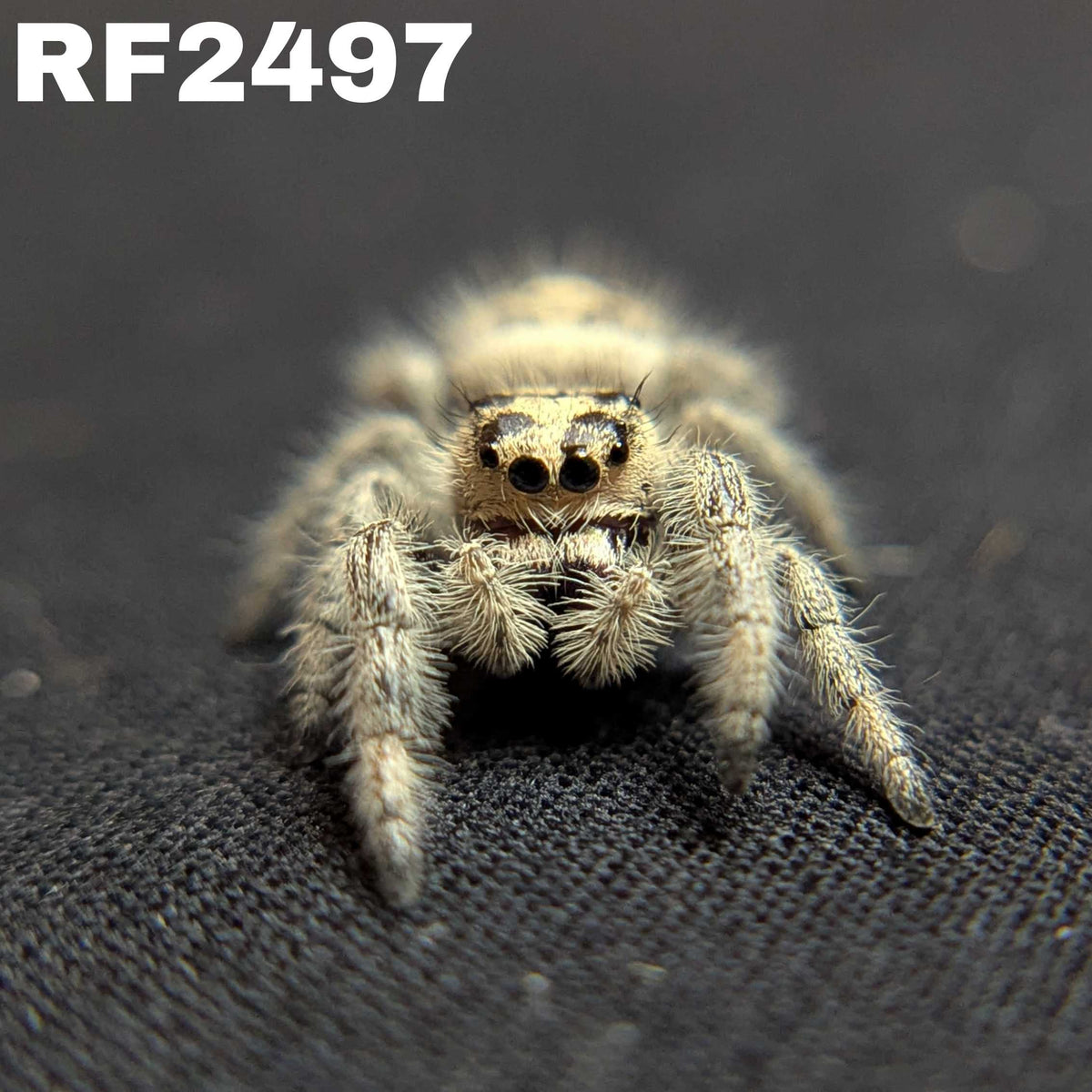 Regal Jumping Spider "Moody"