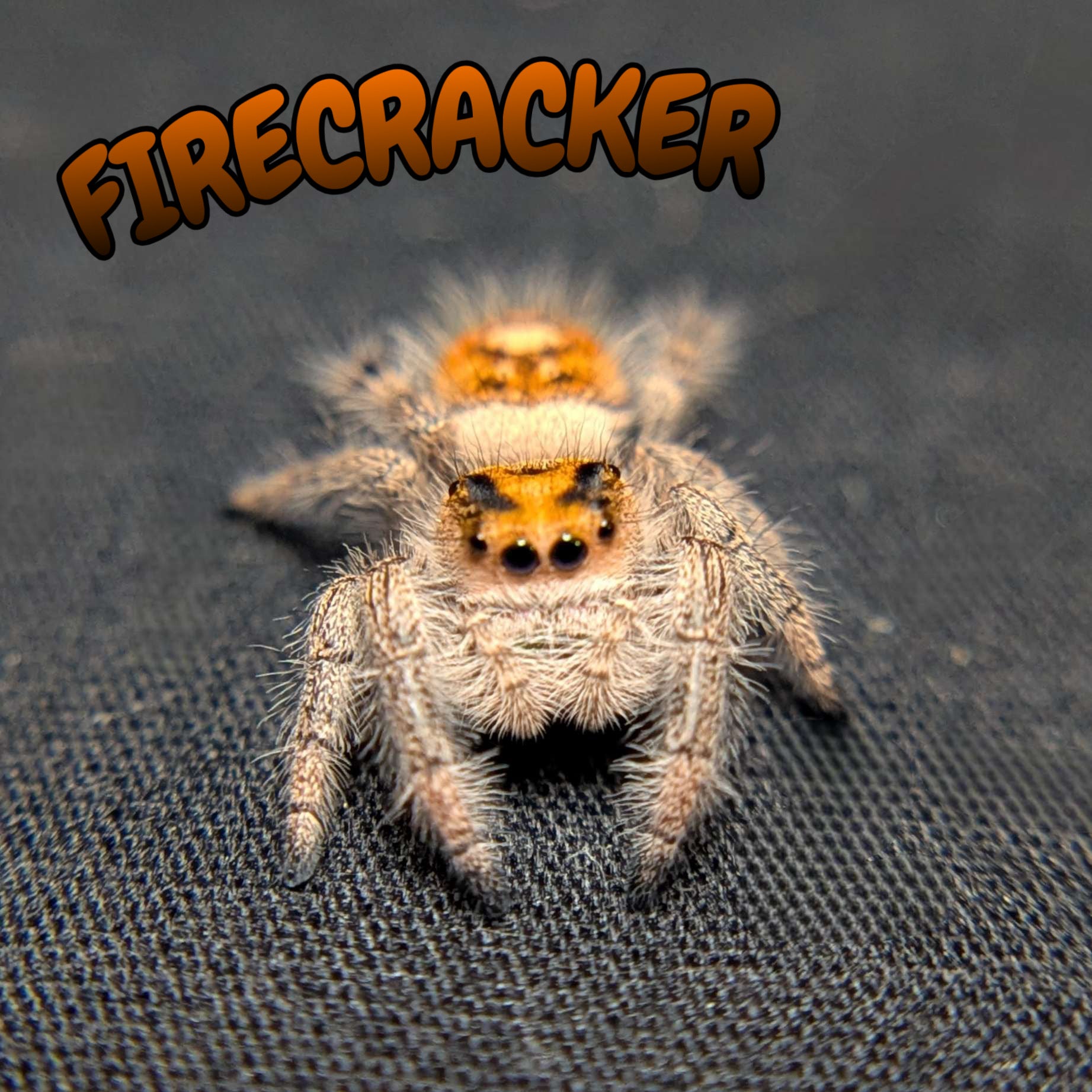 Regal Jumping Spider "Firecracker"