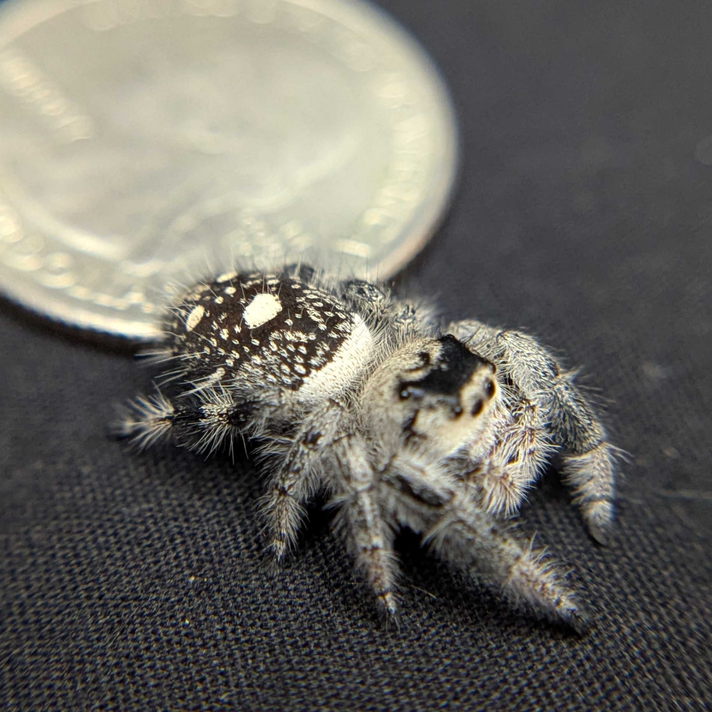 Regal Jumping Spider "Cookies n Cream"