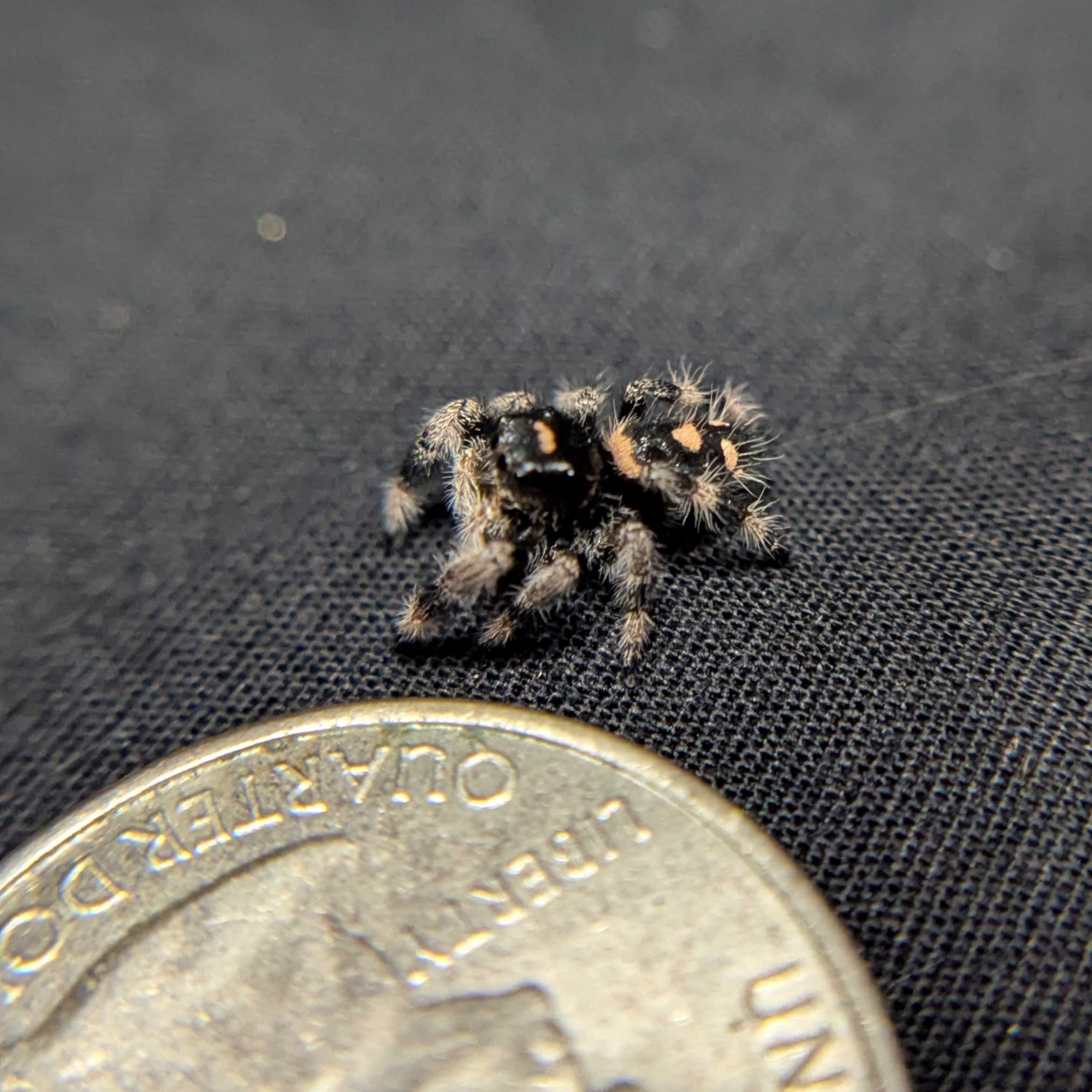 Regal Jumping Spider "Darkness"