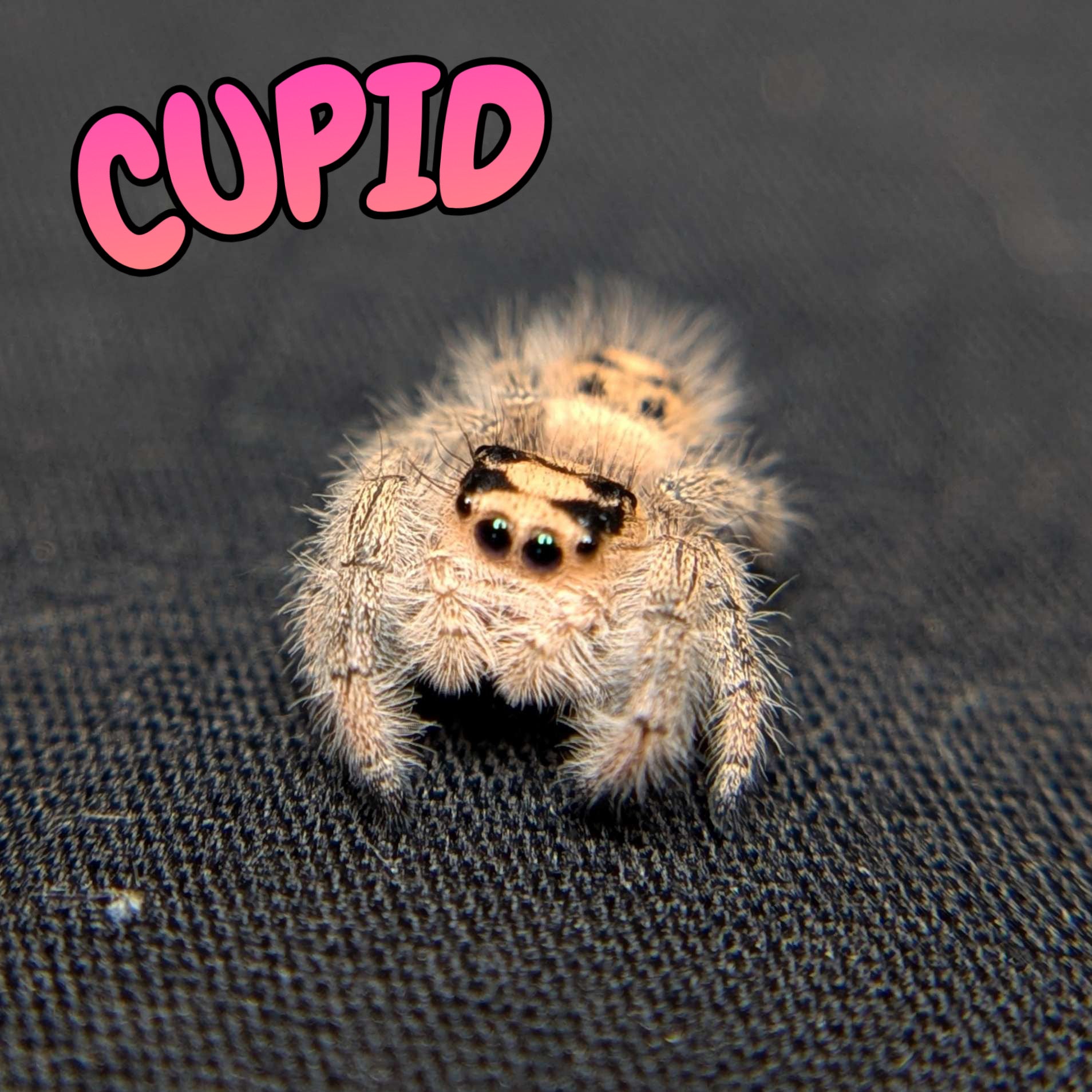 Regal Jumping Spider "Cupid"