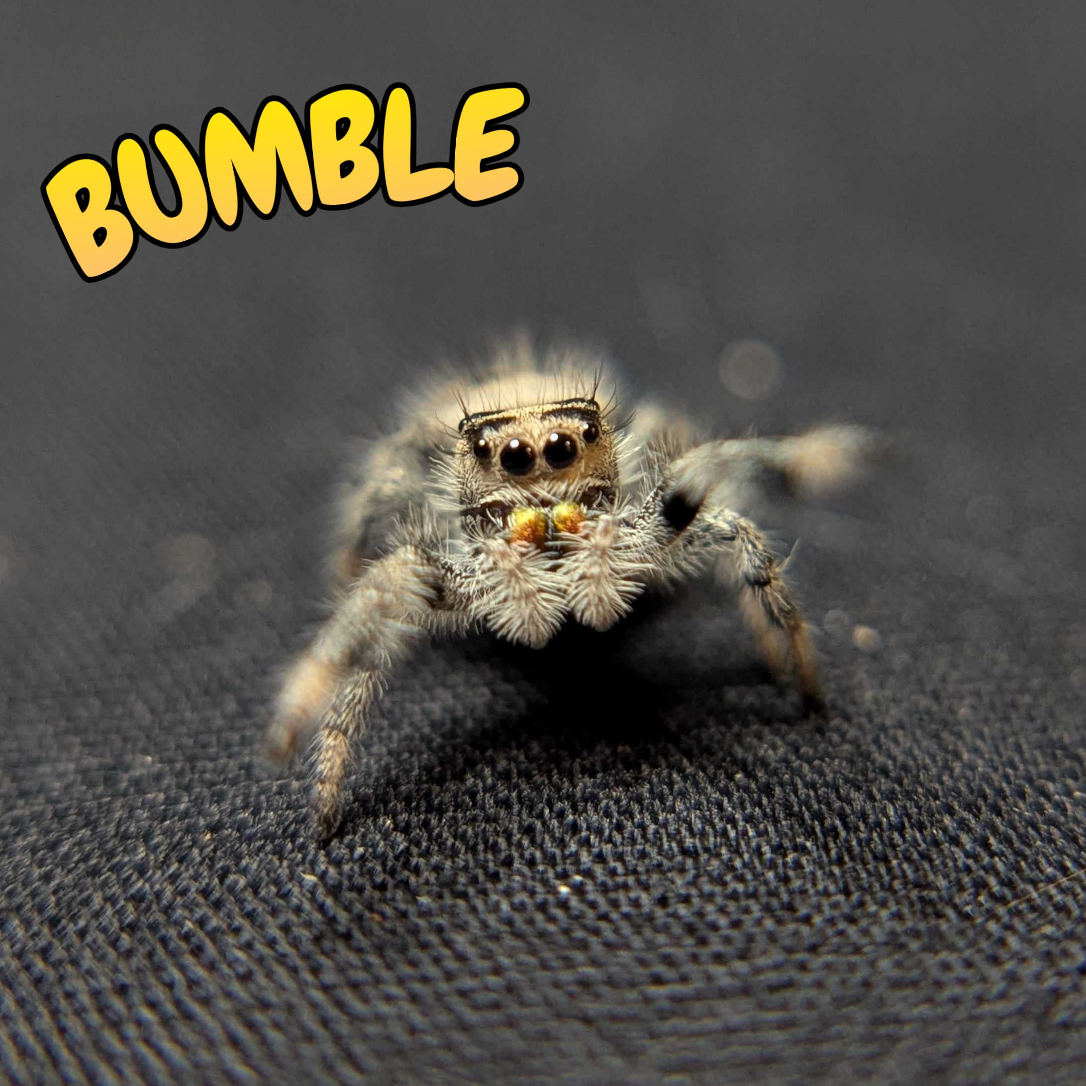 Regal Jumping Spider "Bumble"