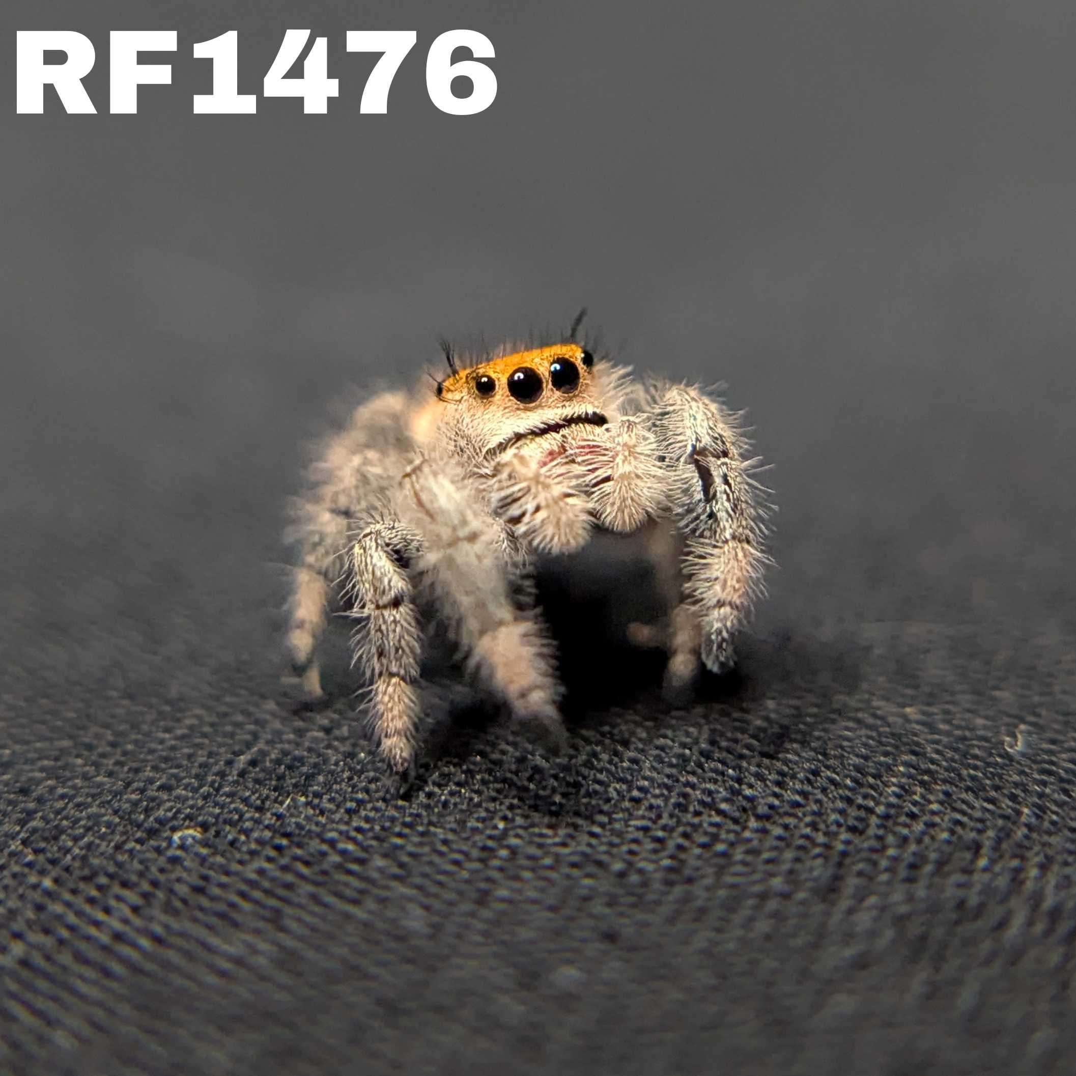 Regal Jumping Spider "Fireball"