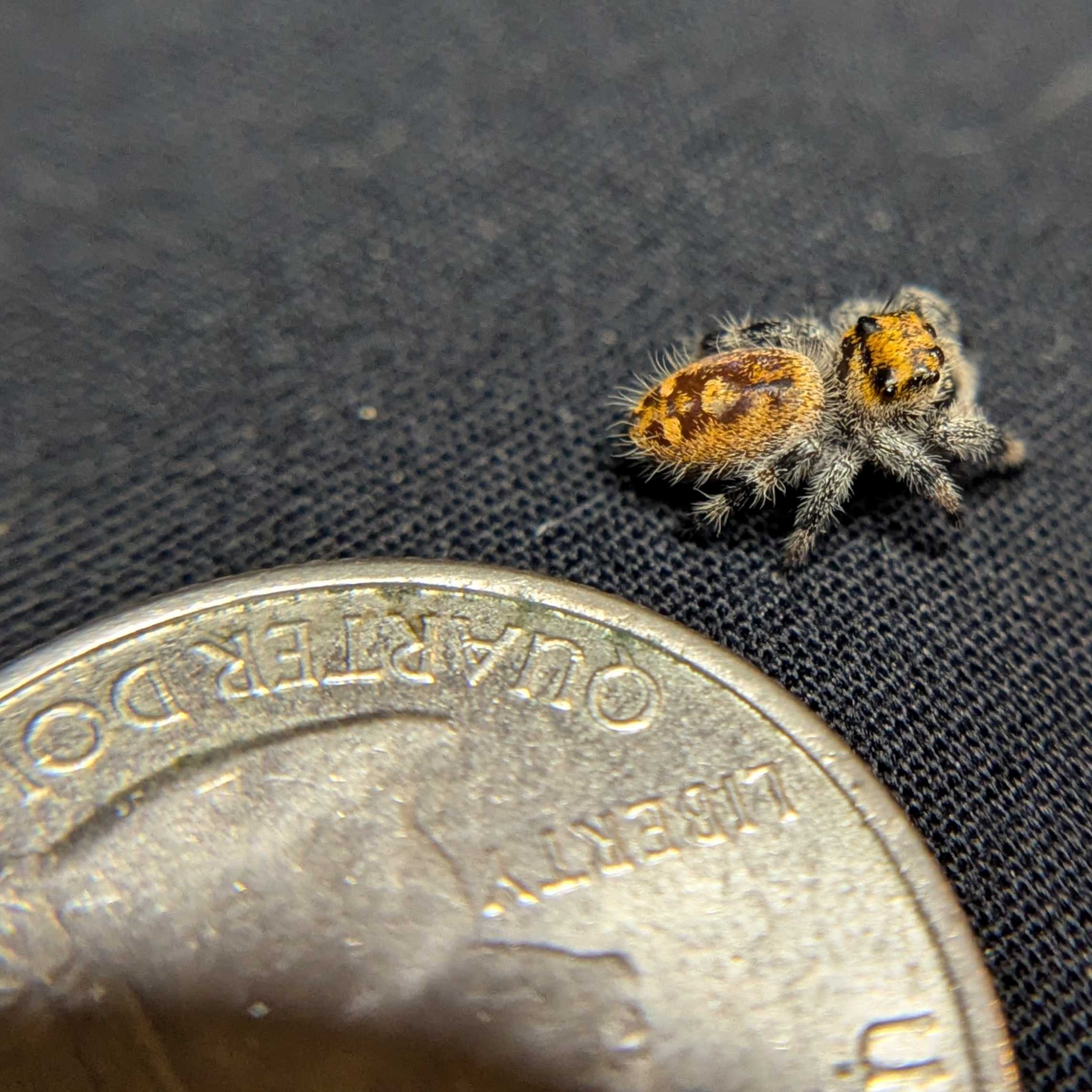 Regal Jumping Spider "Cinders"