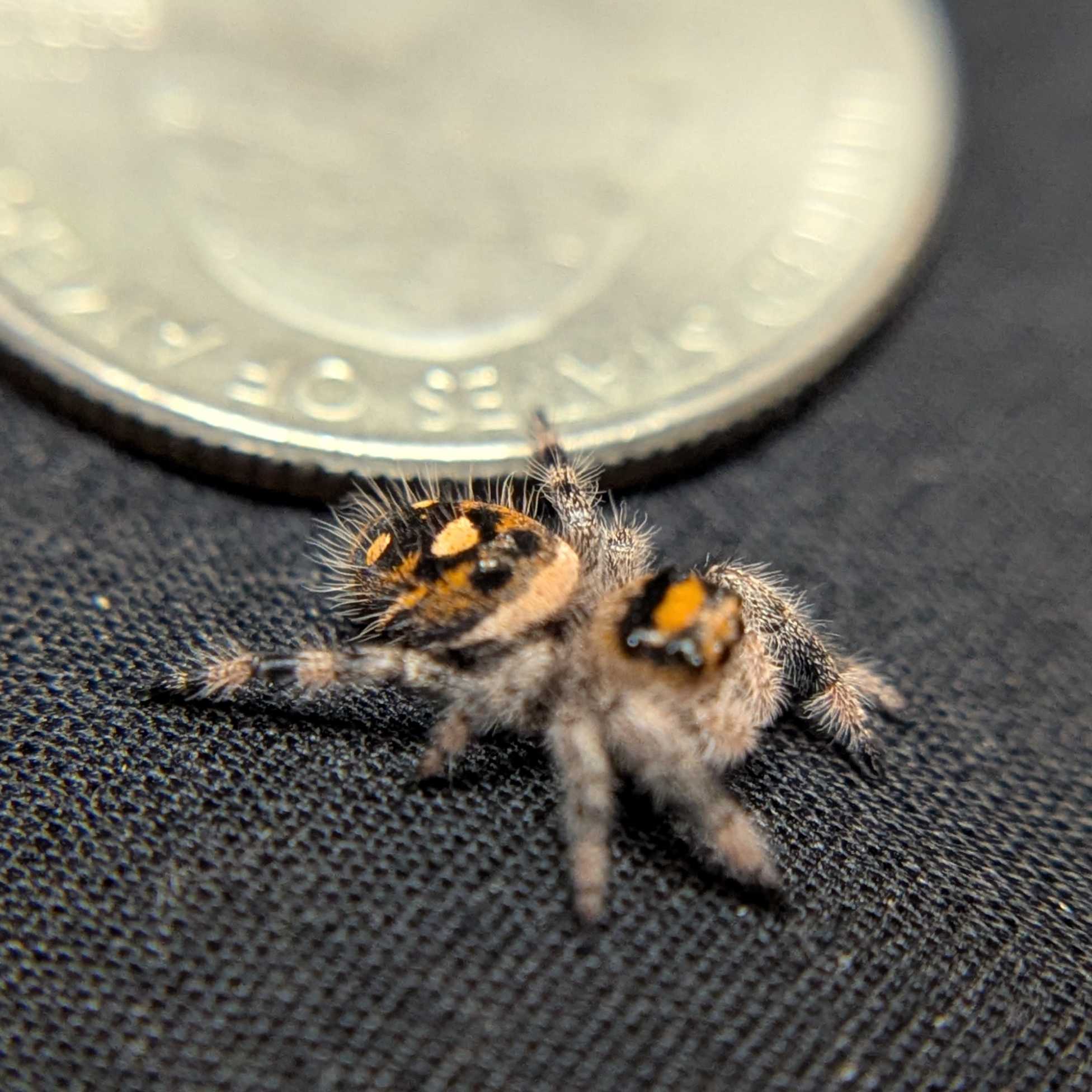 Regal Jumping Spider "Orange"