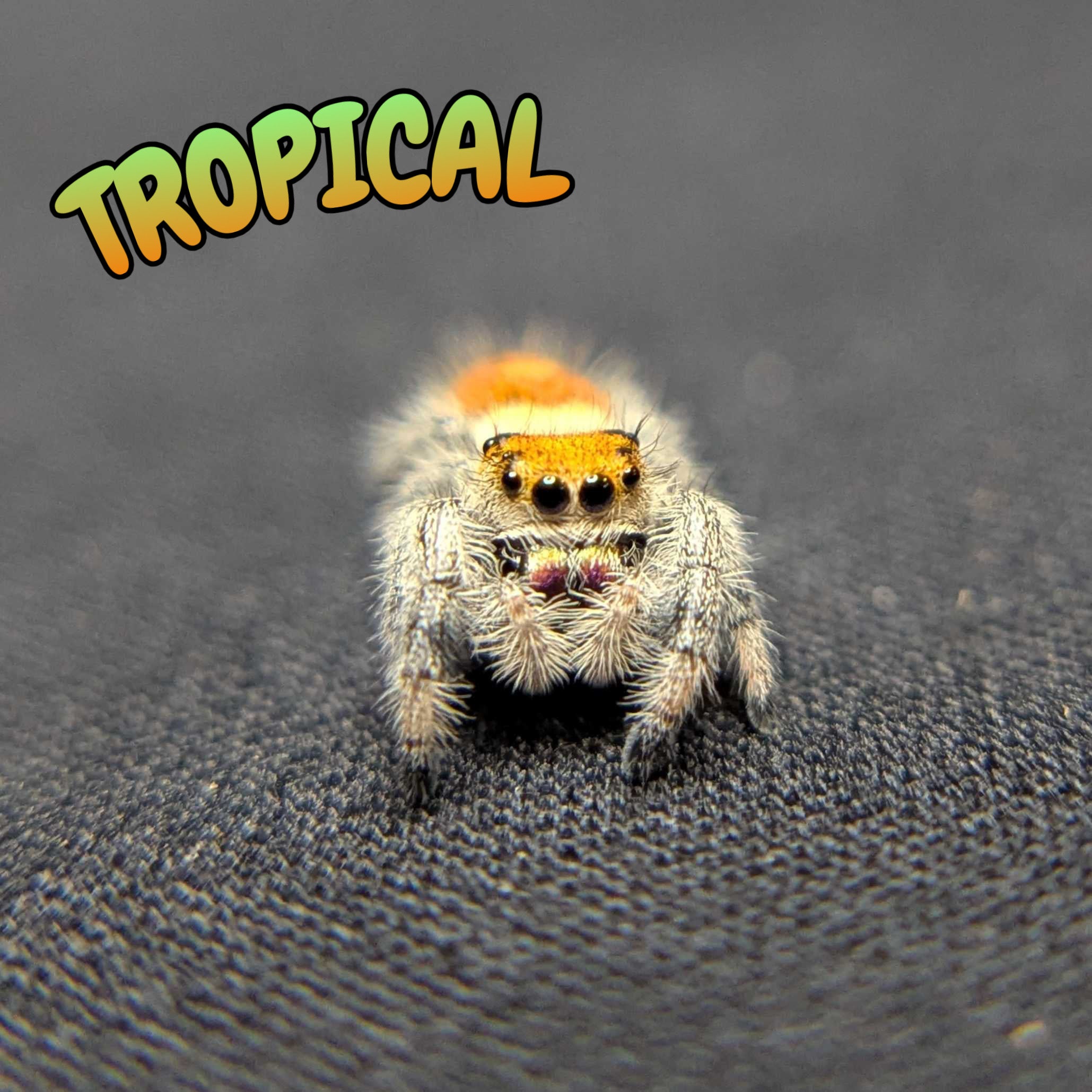 Regal Jumping Spider "Tropical"