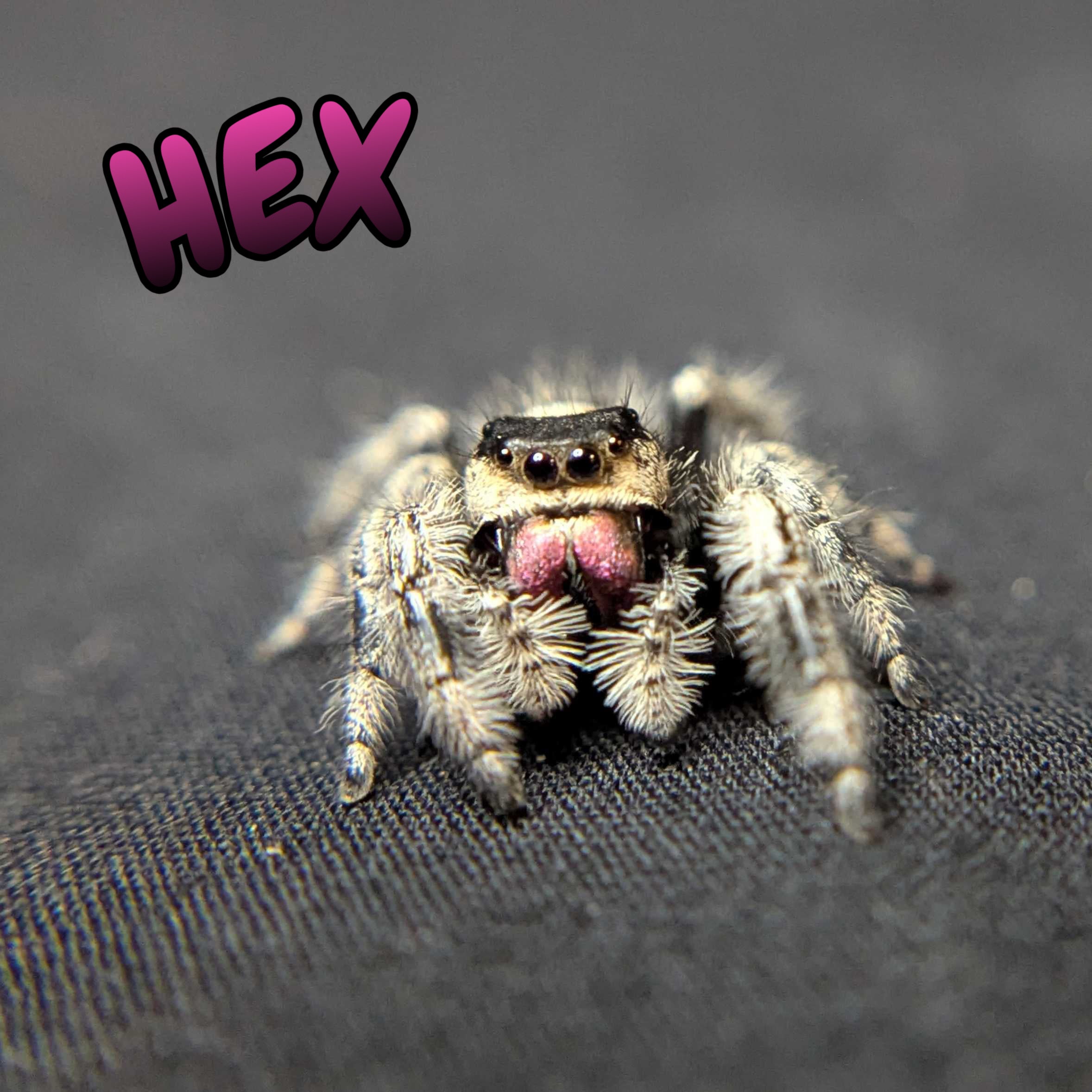 Regal Jumping Spider "Hex"
