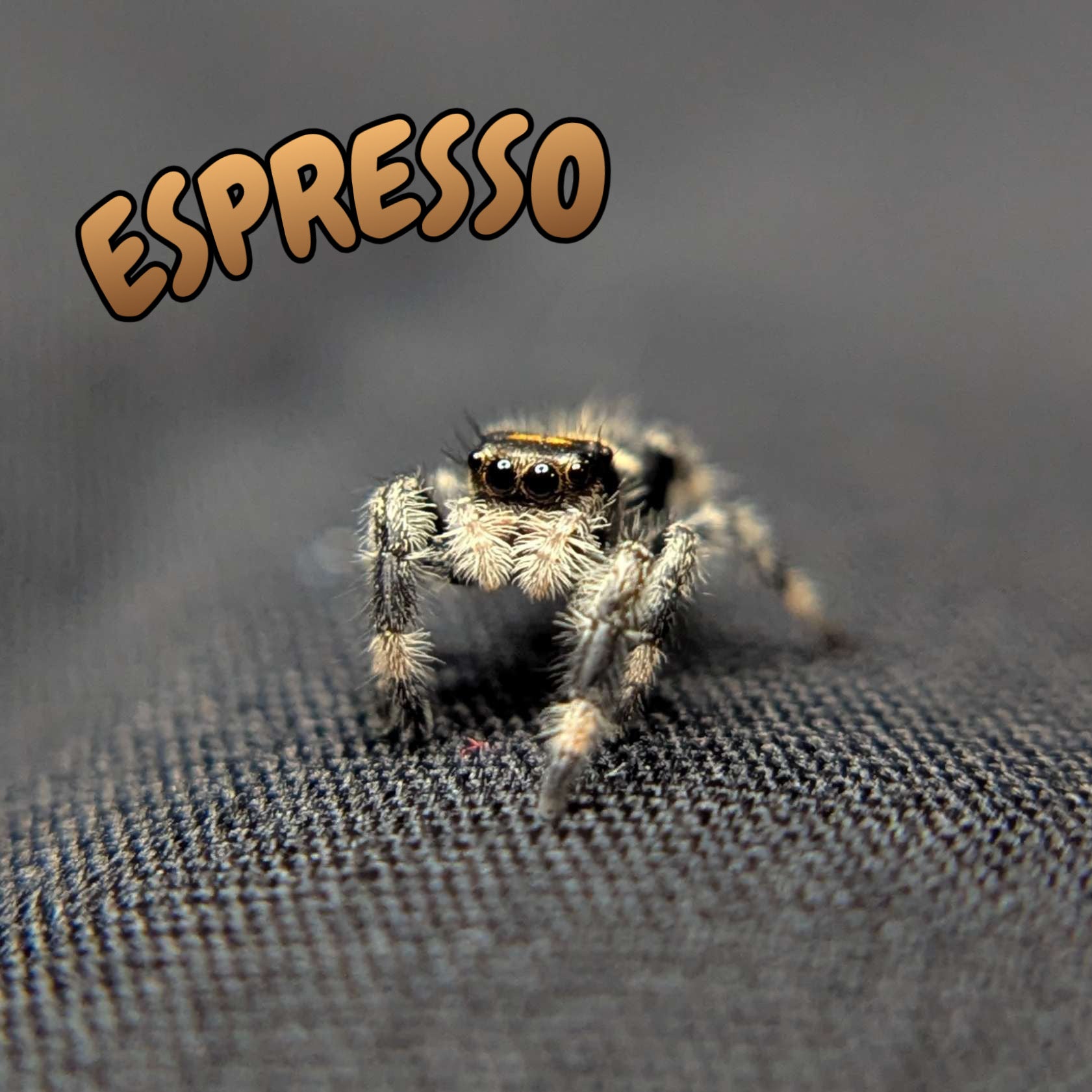 Regal Jumping Spider "Espresso"