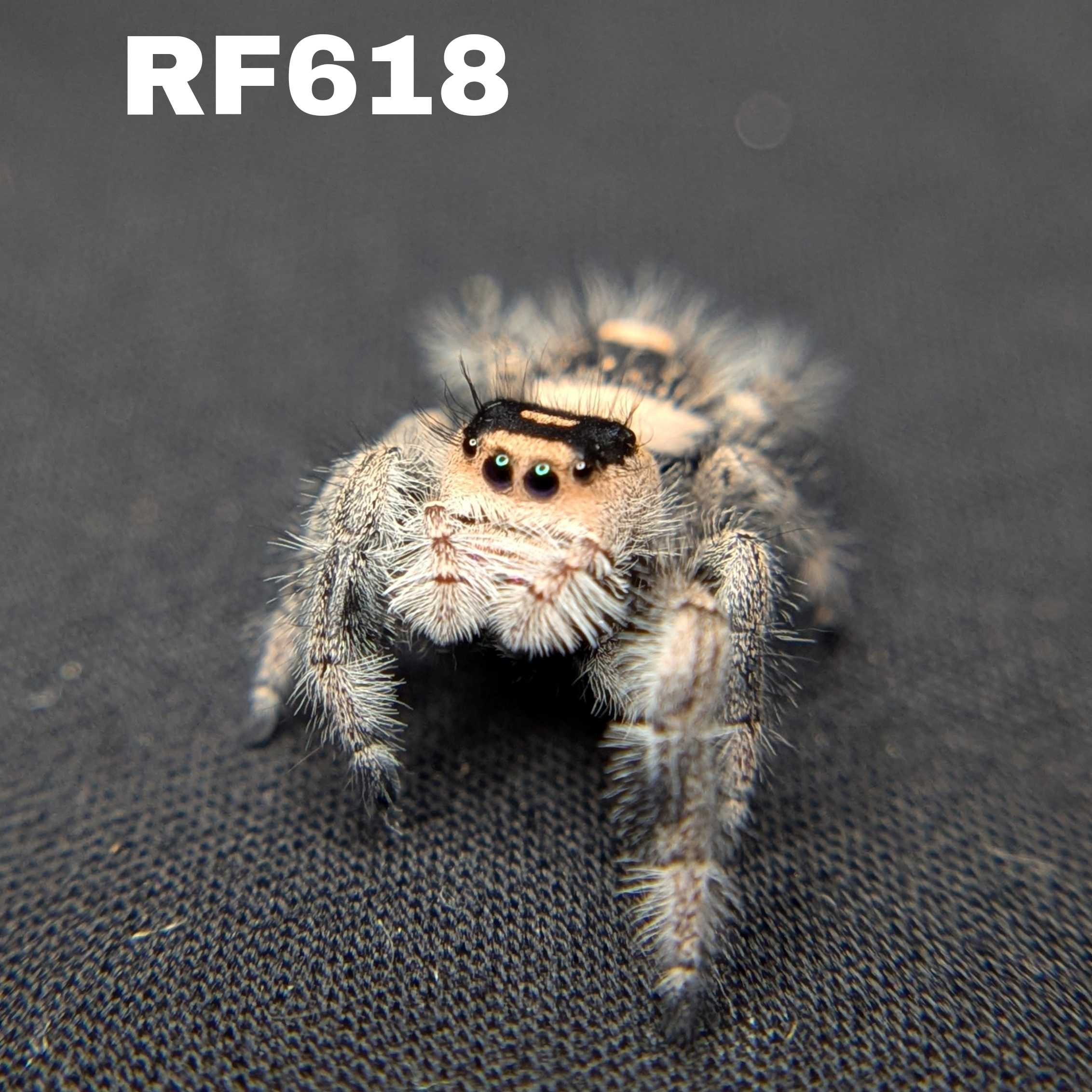 Regal Jumping Spider "Garnet"