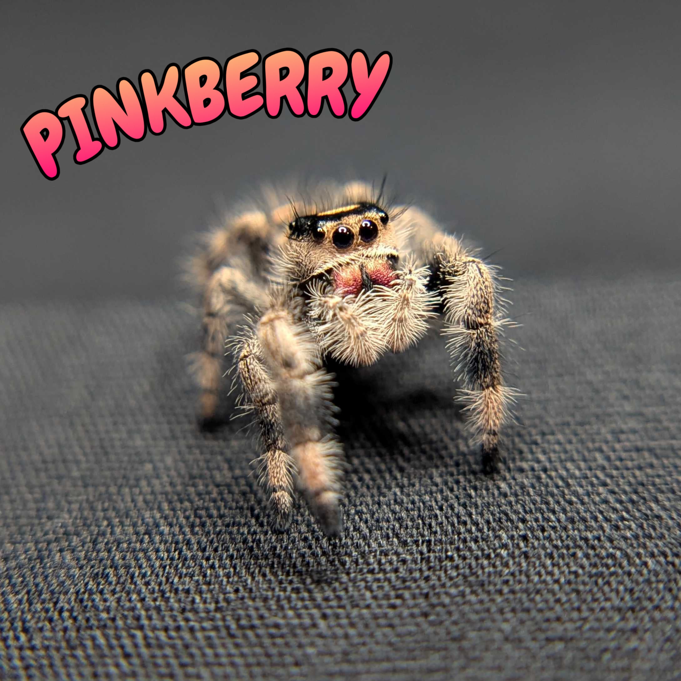 Regal Jumping Spider "Pinkberry"