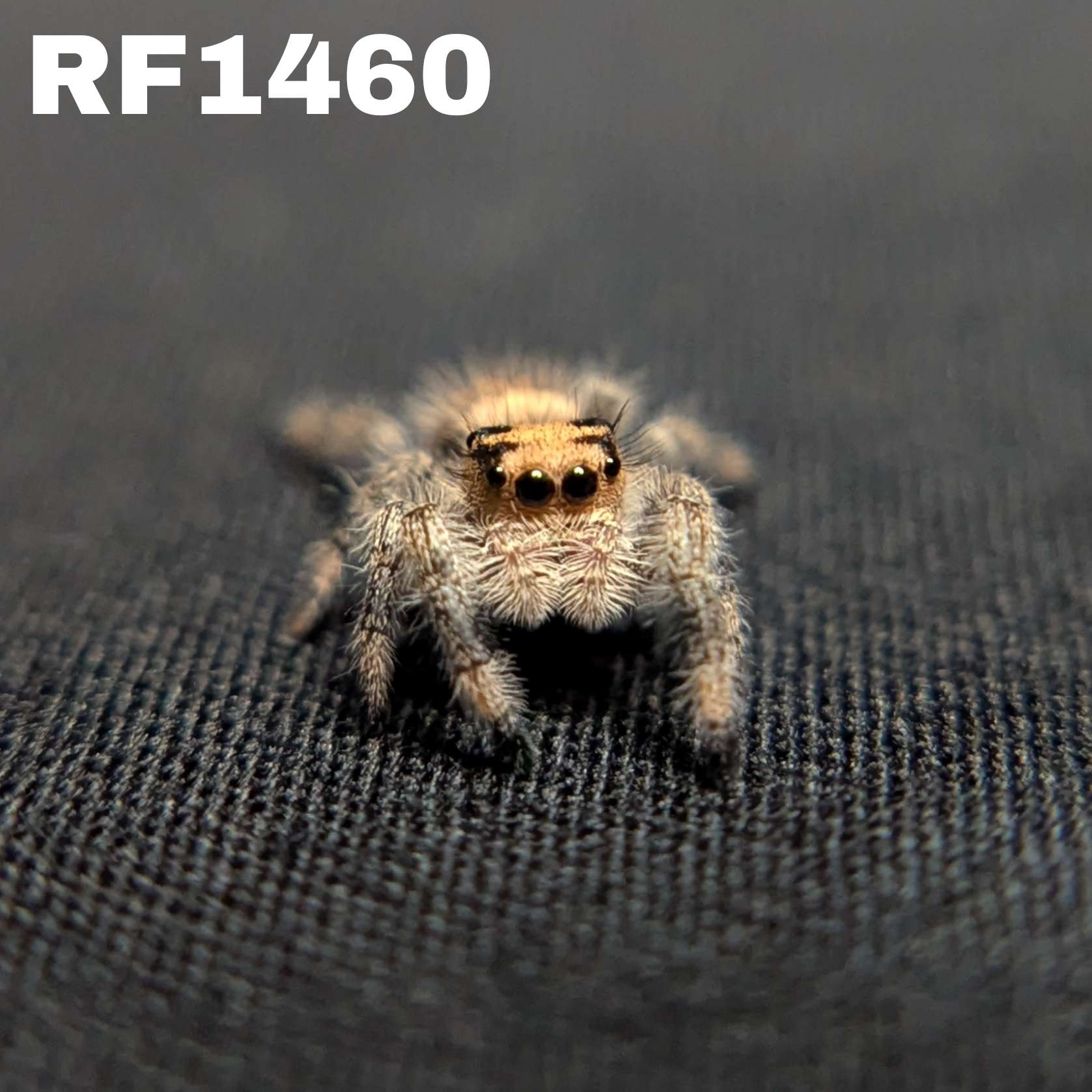 Regal Jumping Spider "Snugglebug"