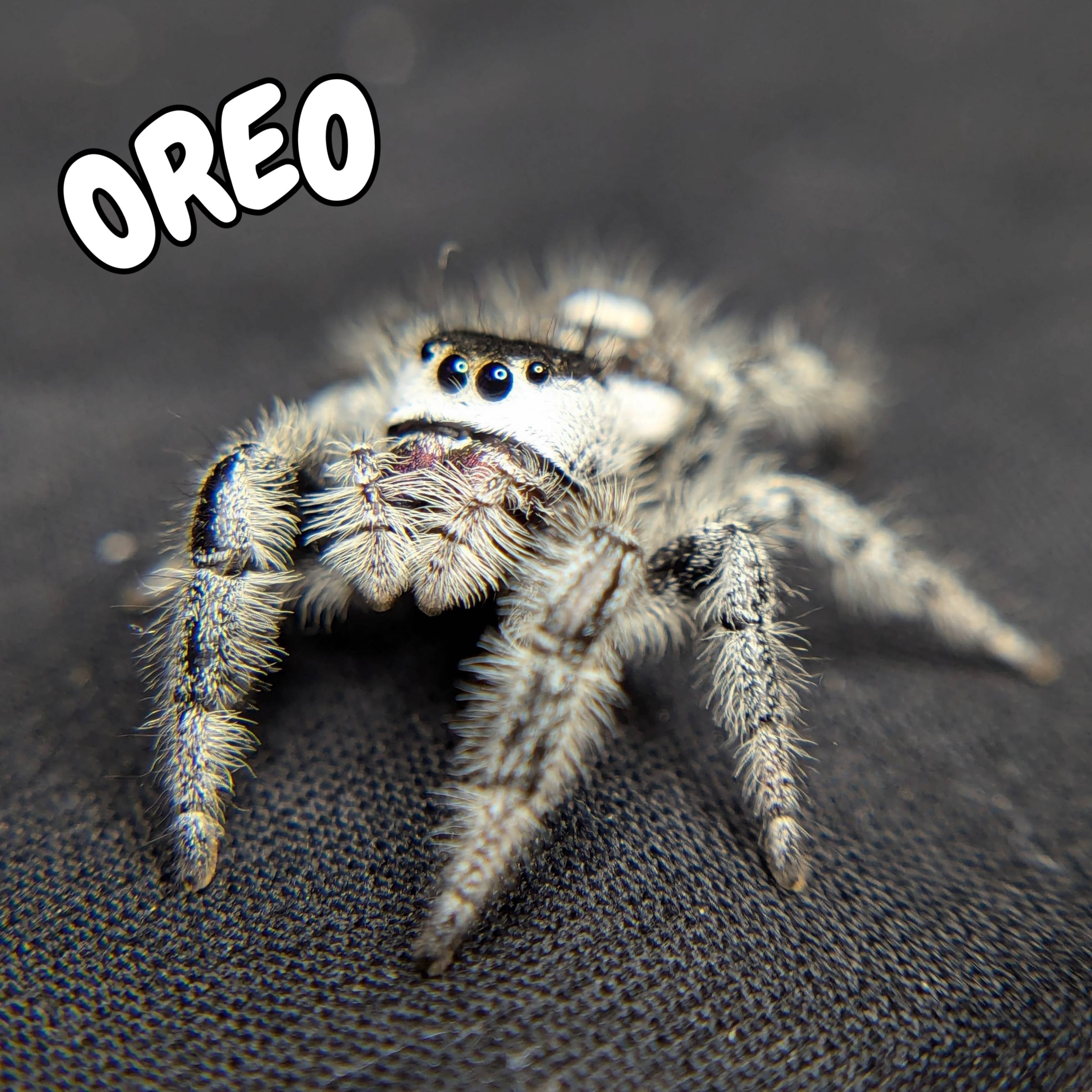 Regal Jumping Spider "Oreo"