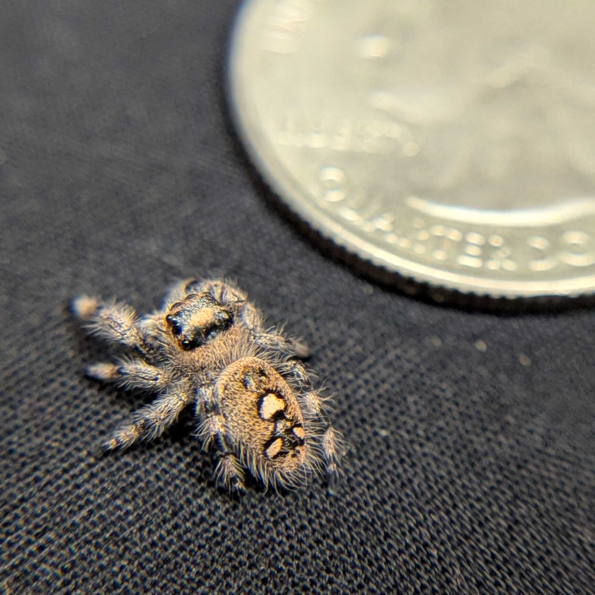 Regal Jumping Spider “Palmetto”