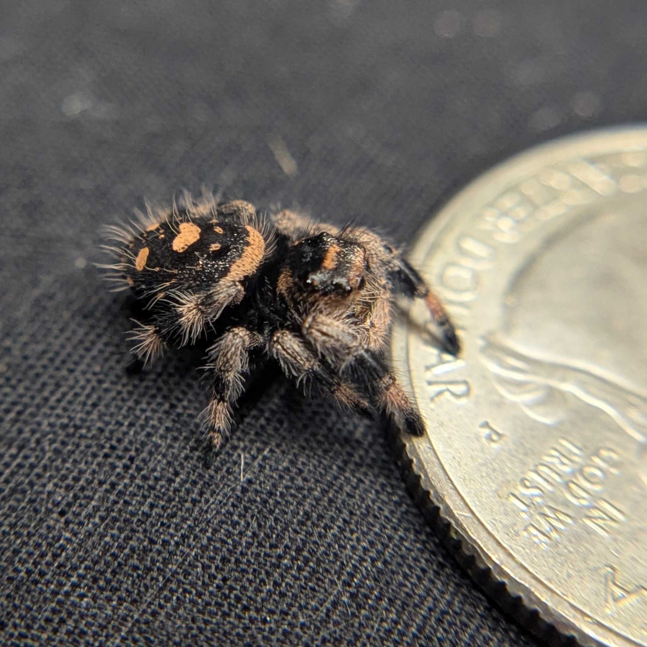 Regal Jumping Spider "Honey"