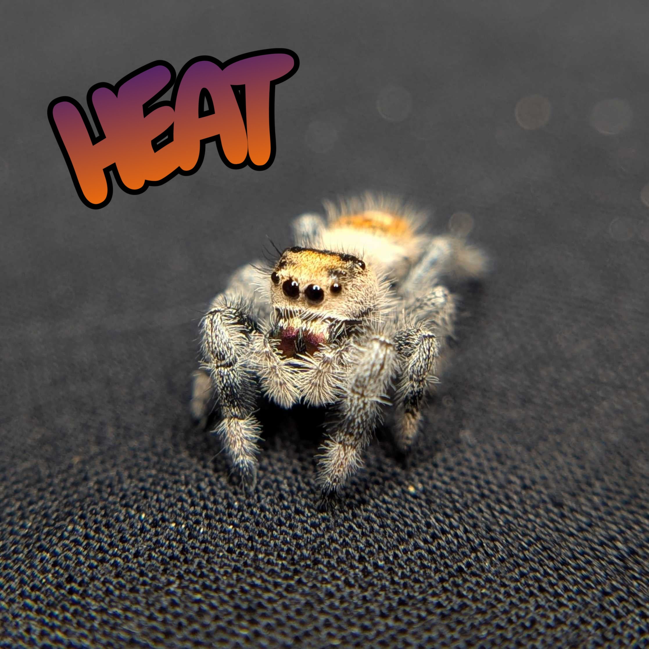 Regal Jumping Spider "Heat"