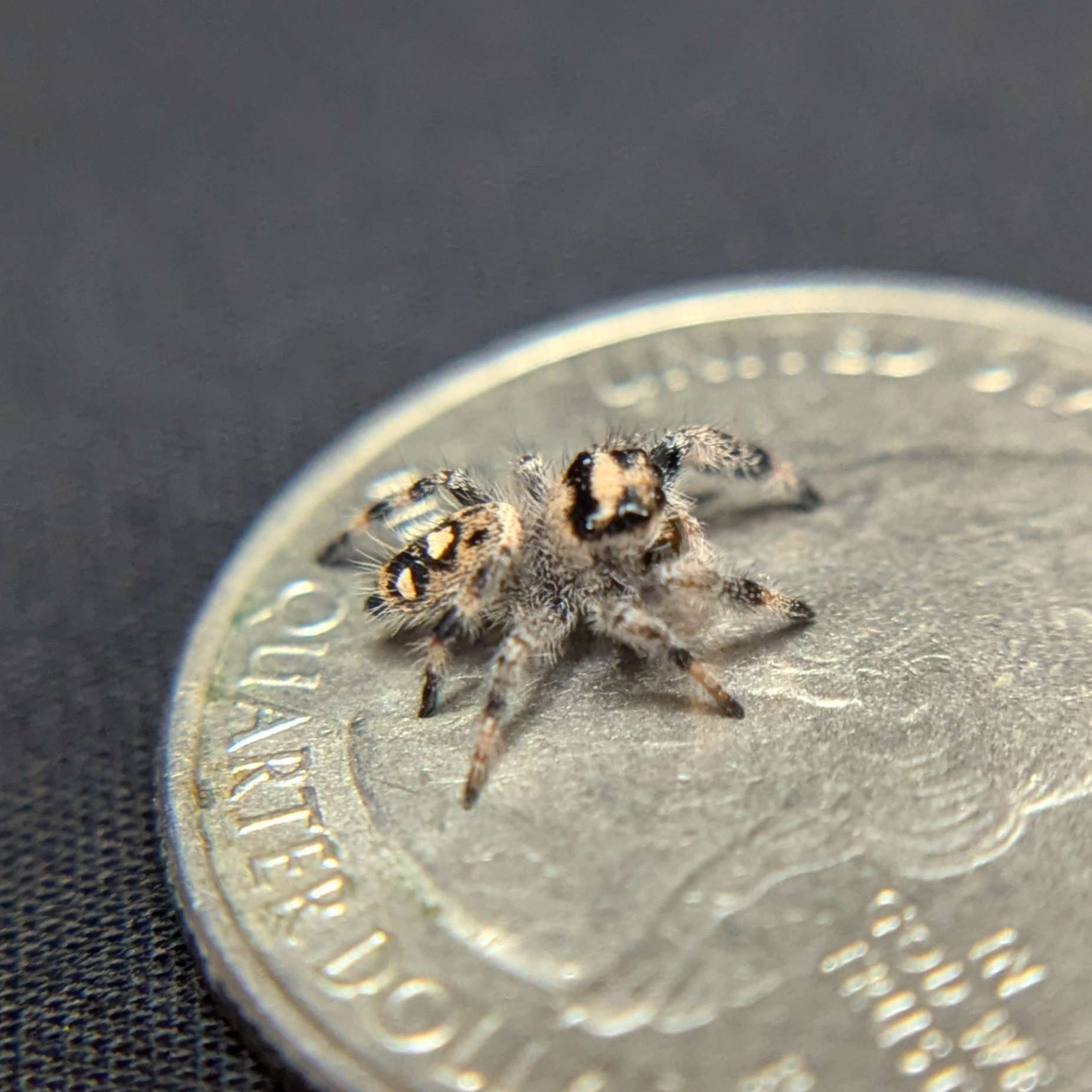 Regal Jumping Spider "Joy"