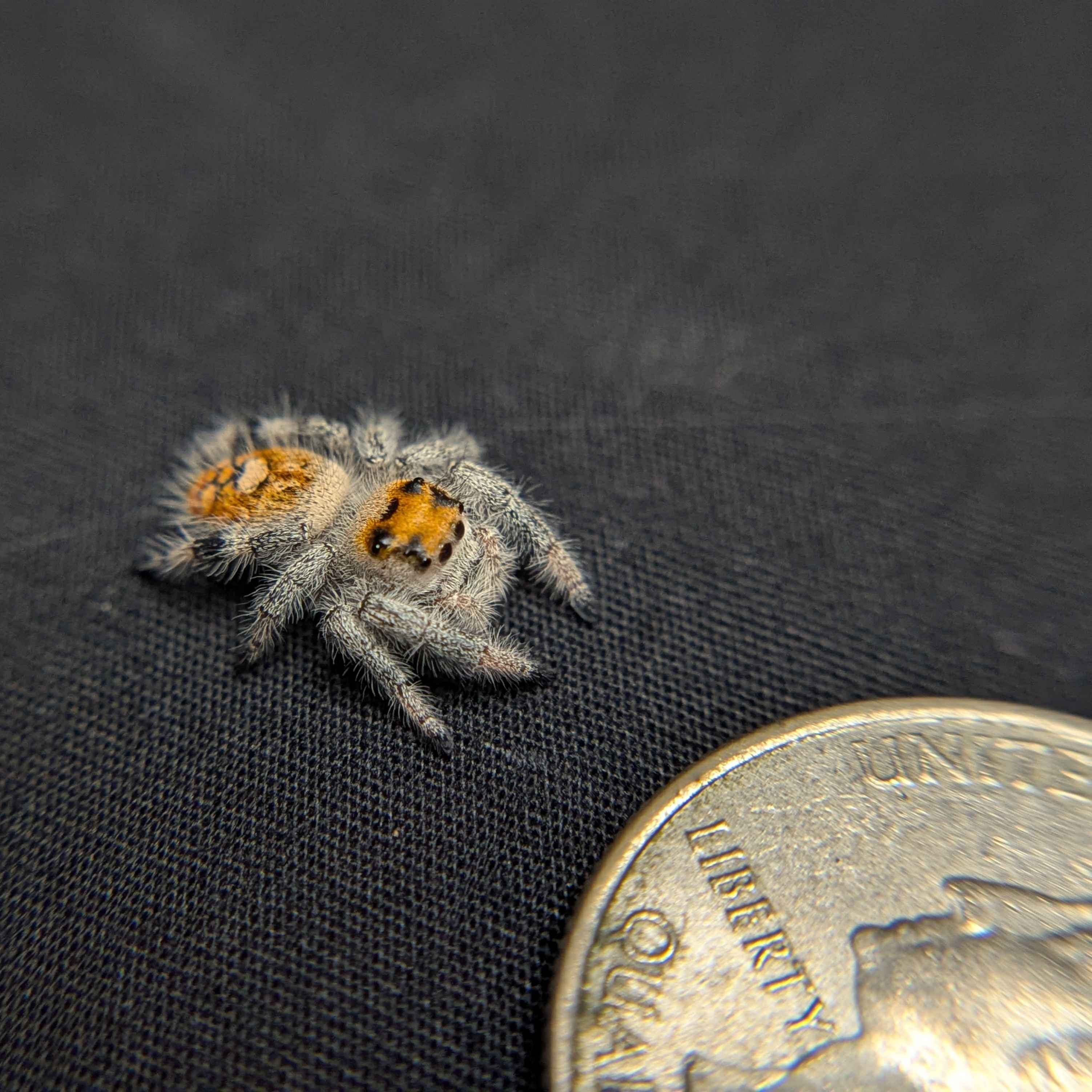 Regal Jumping Spider "Radiante"