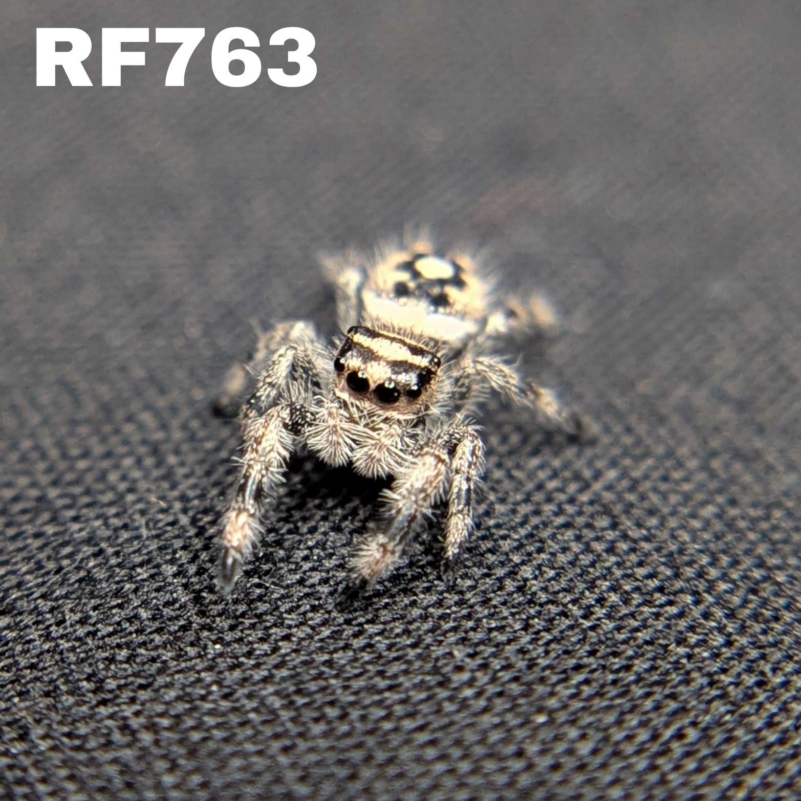 Regal Jumping Spider "Casper"