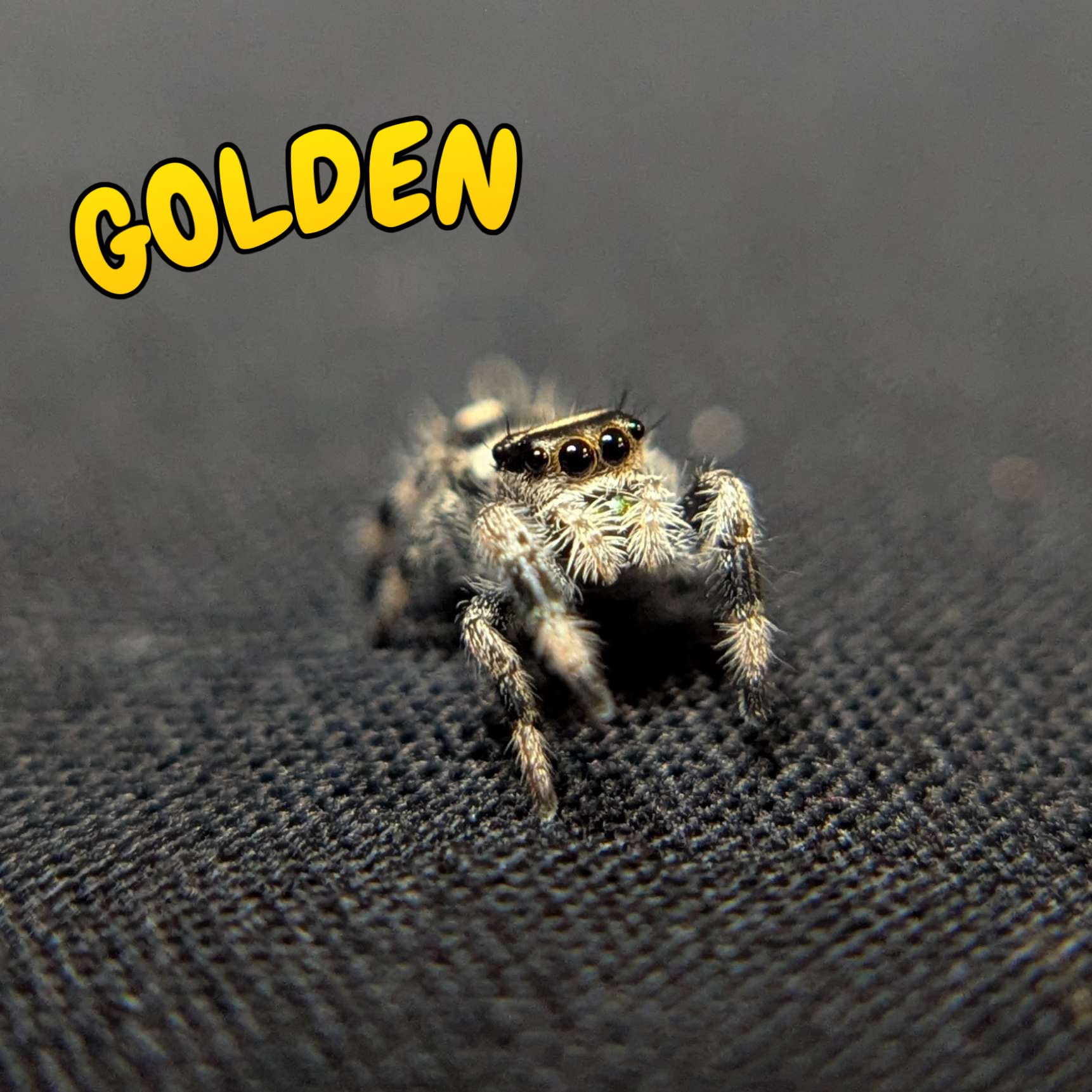 Regal Jumping Spider "Golden"