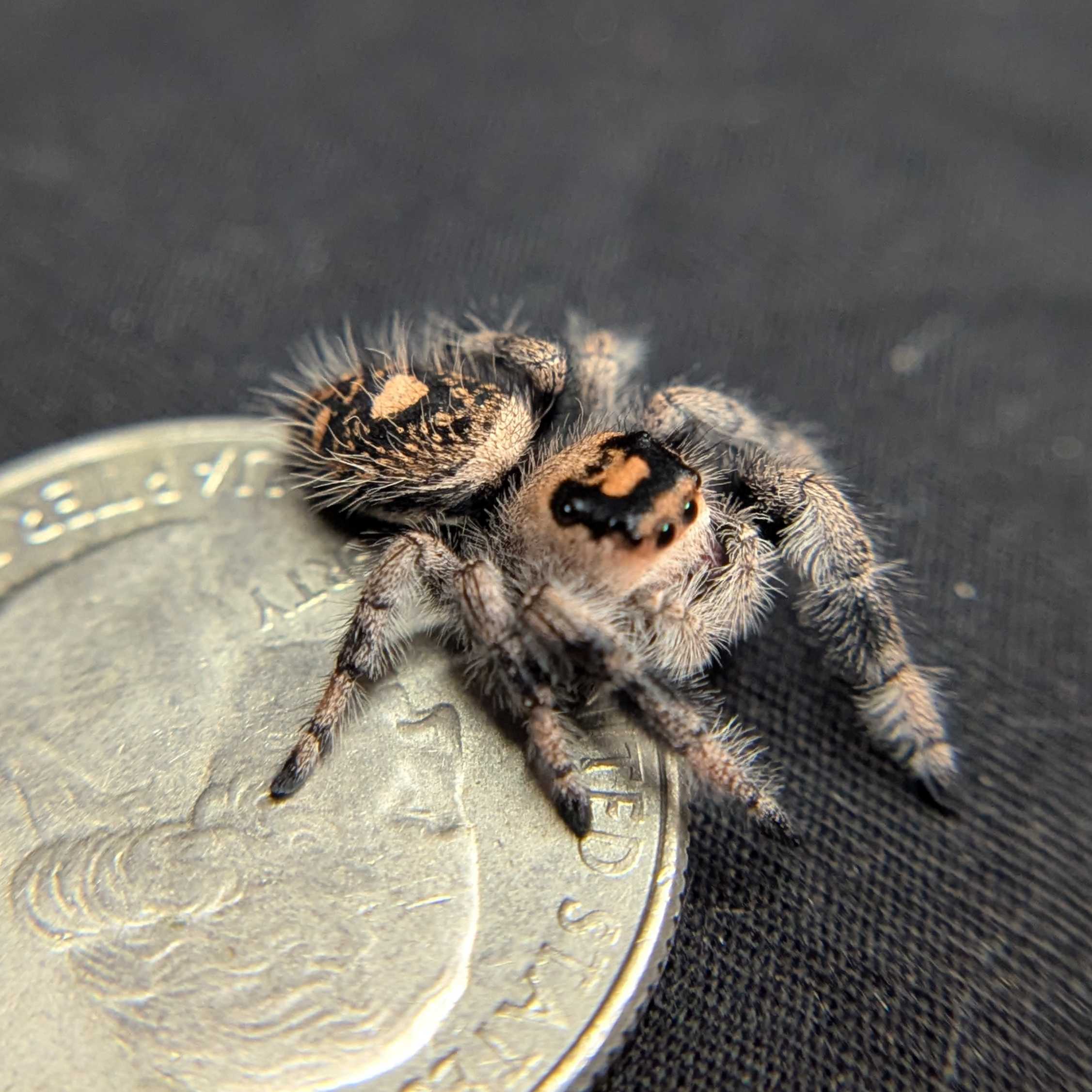 Regal Jumping Spider "Blossom"
