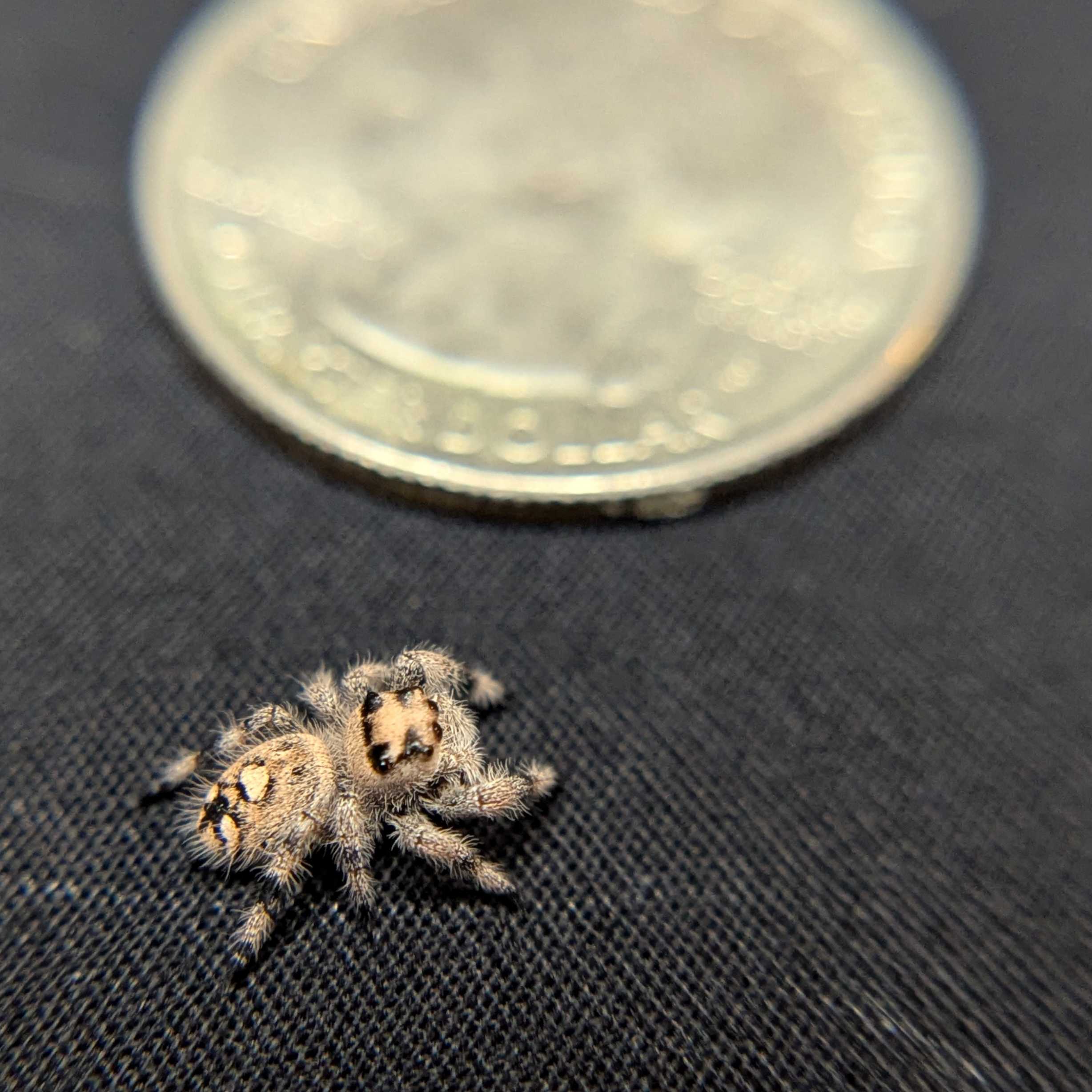 Regal Jumping Spider “Sterling”
