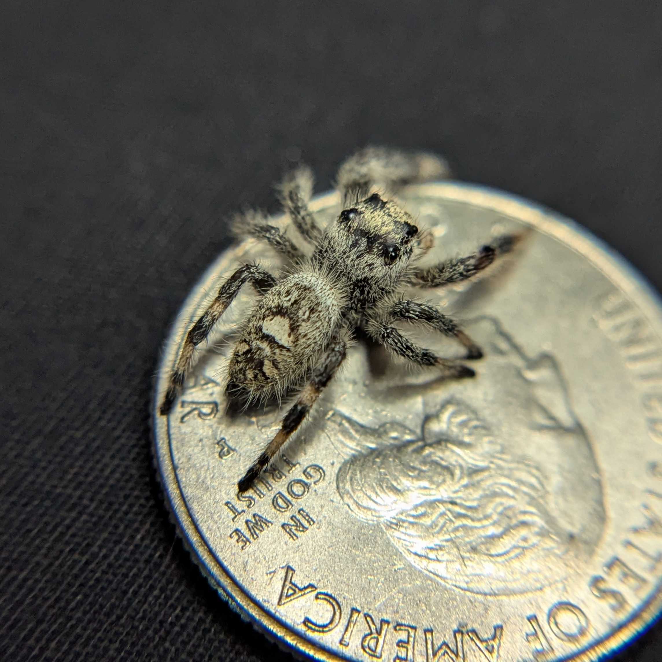 Regal Jumping Spider "Sugarplum"
