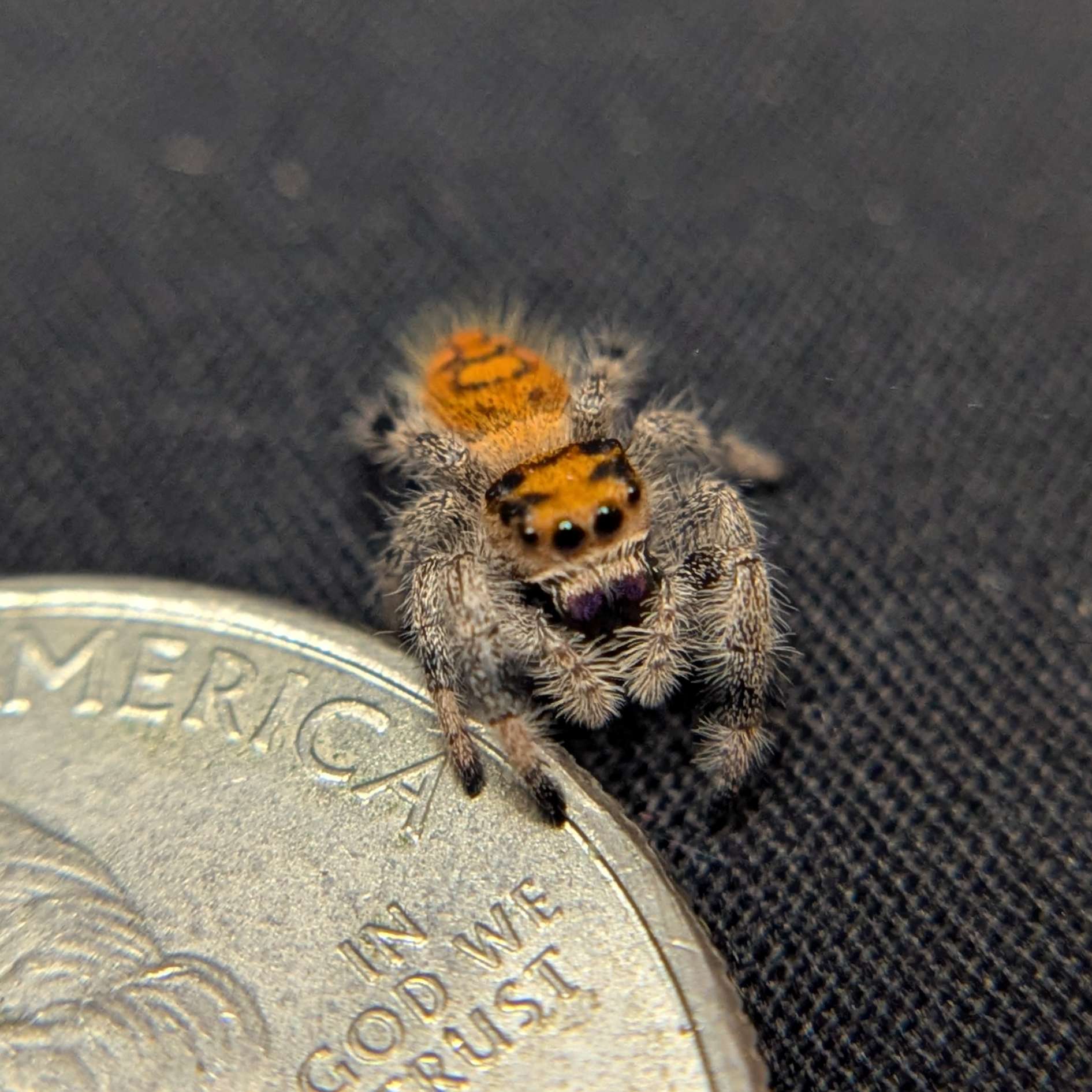 Regal Jumping Spider “Tropicana Poison”
