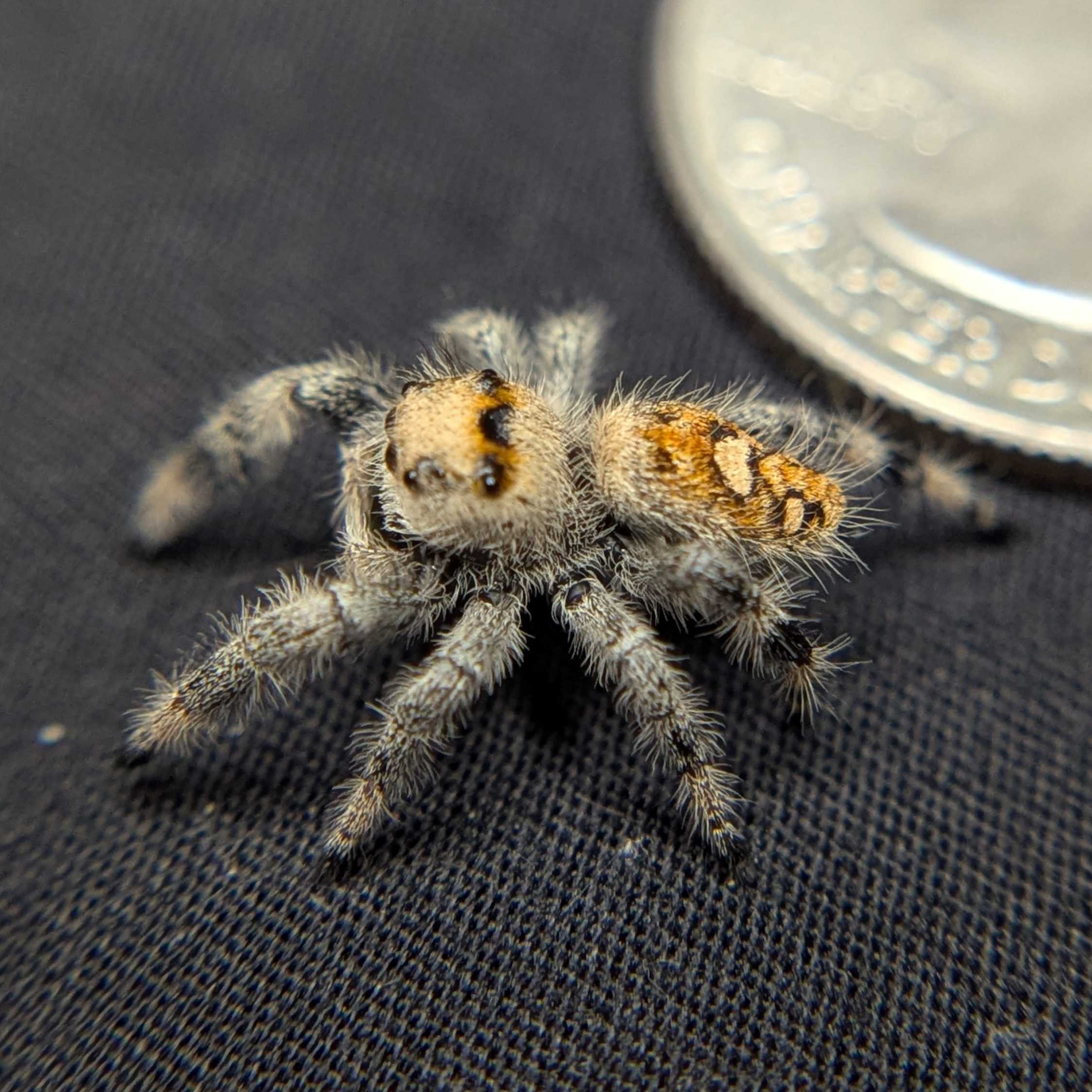 Regal Jumping Spider "Lily"