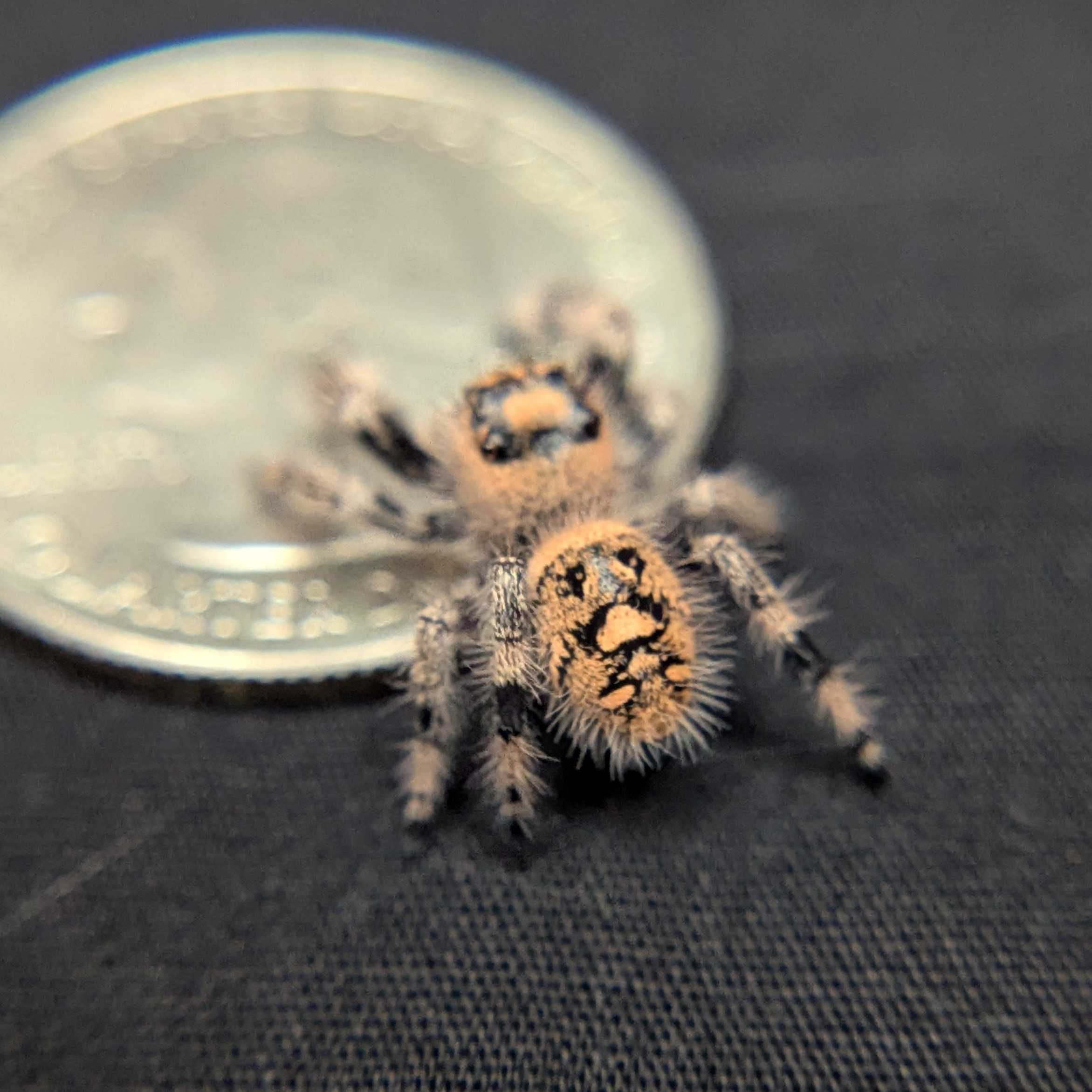 Regal Jumping Spider “Nova”