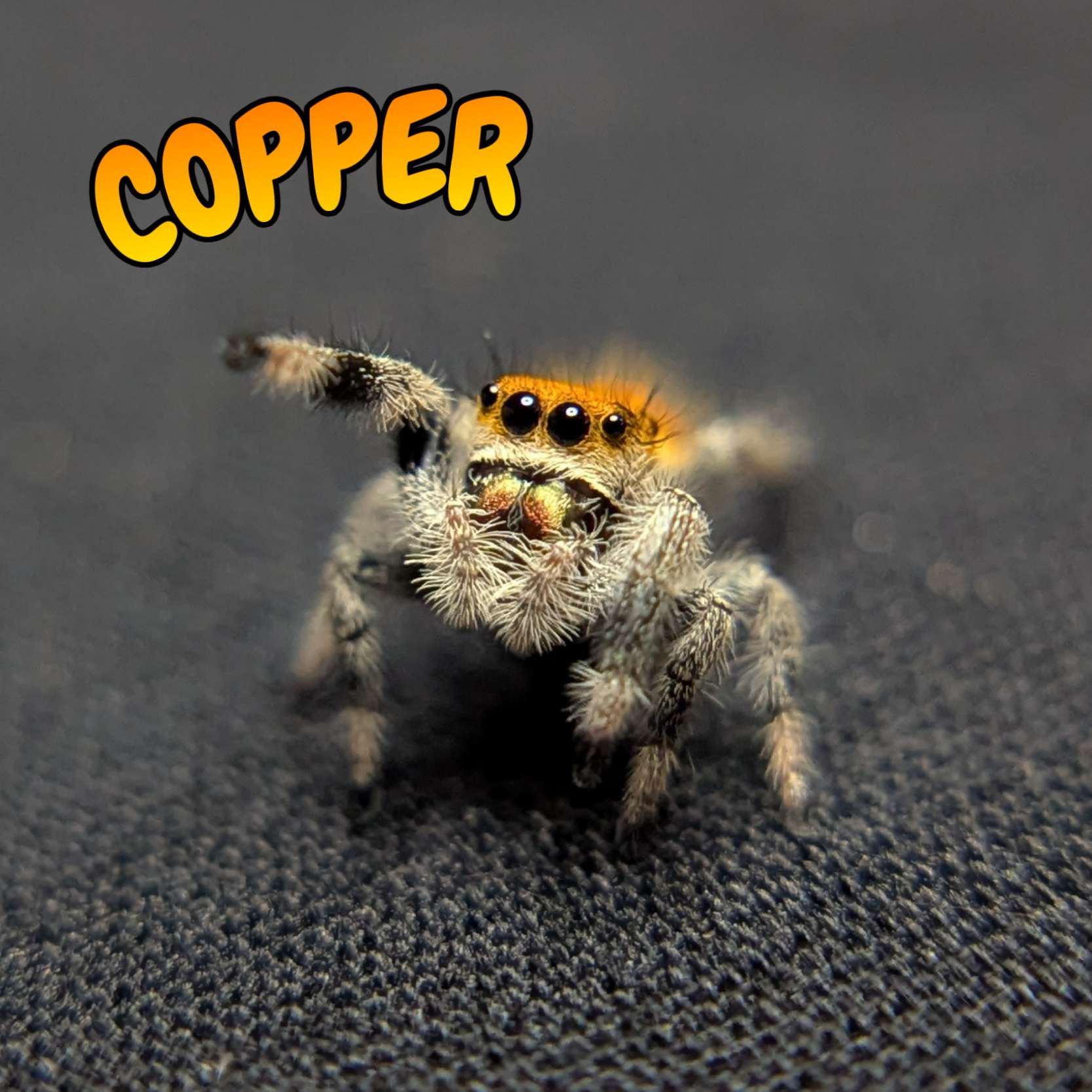 Regal Jumping Spider “Copper”