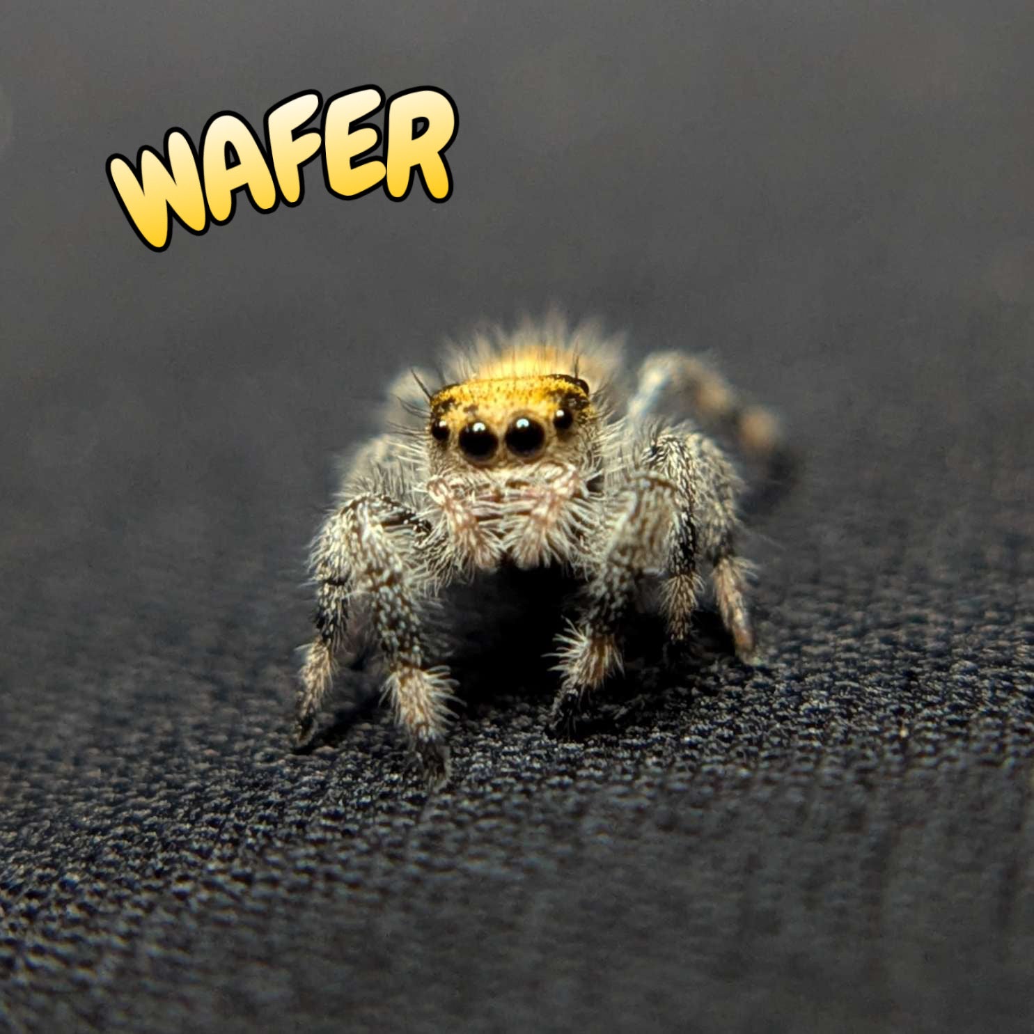 Regal Jumping Spider "Wafer"