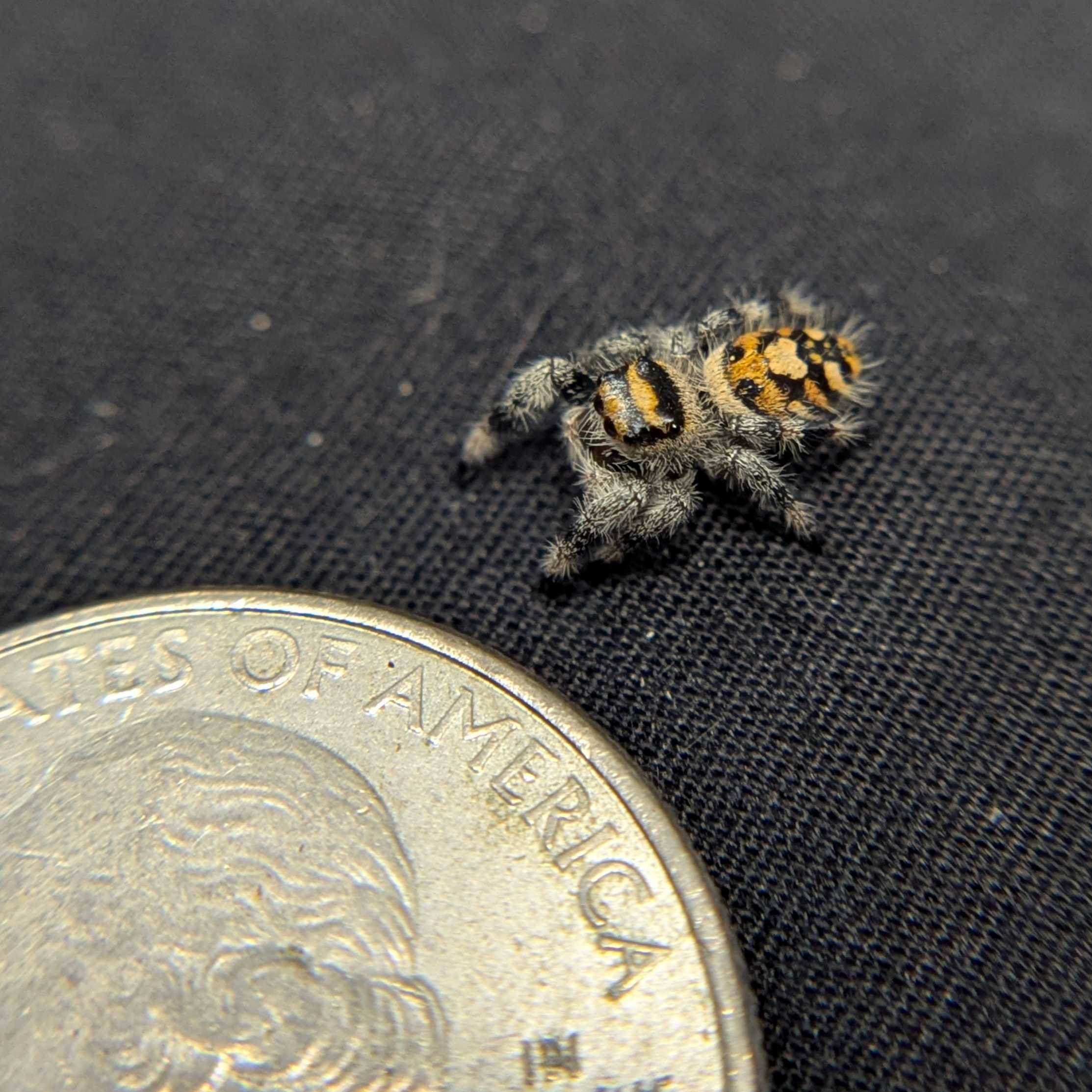 Regal Jumping Spider "Lemon"