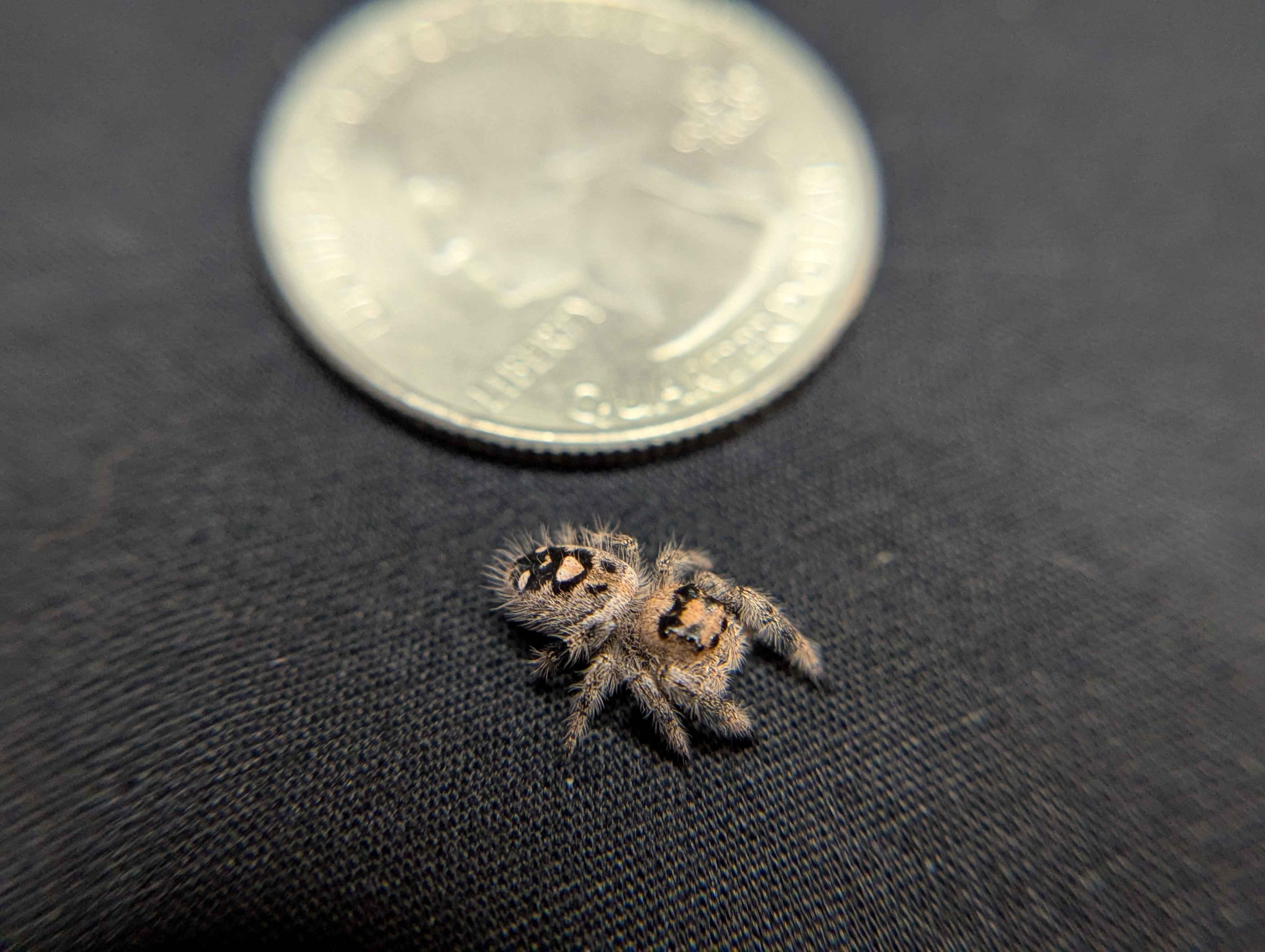 Regal Jumping Spider "Sunblush"