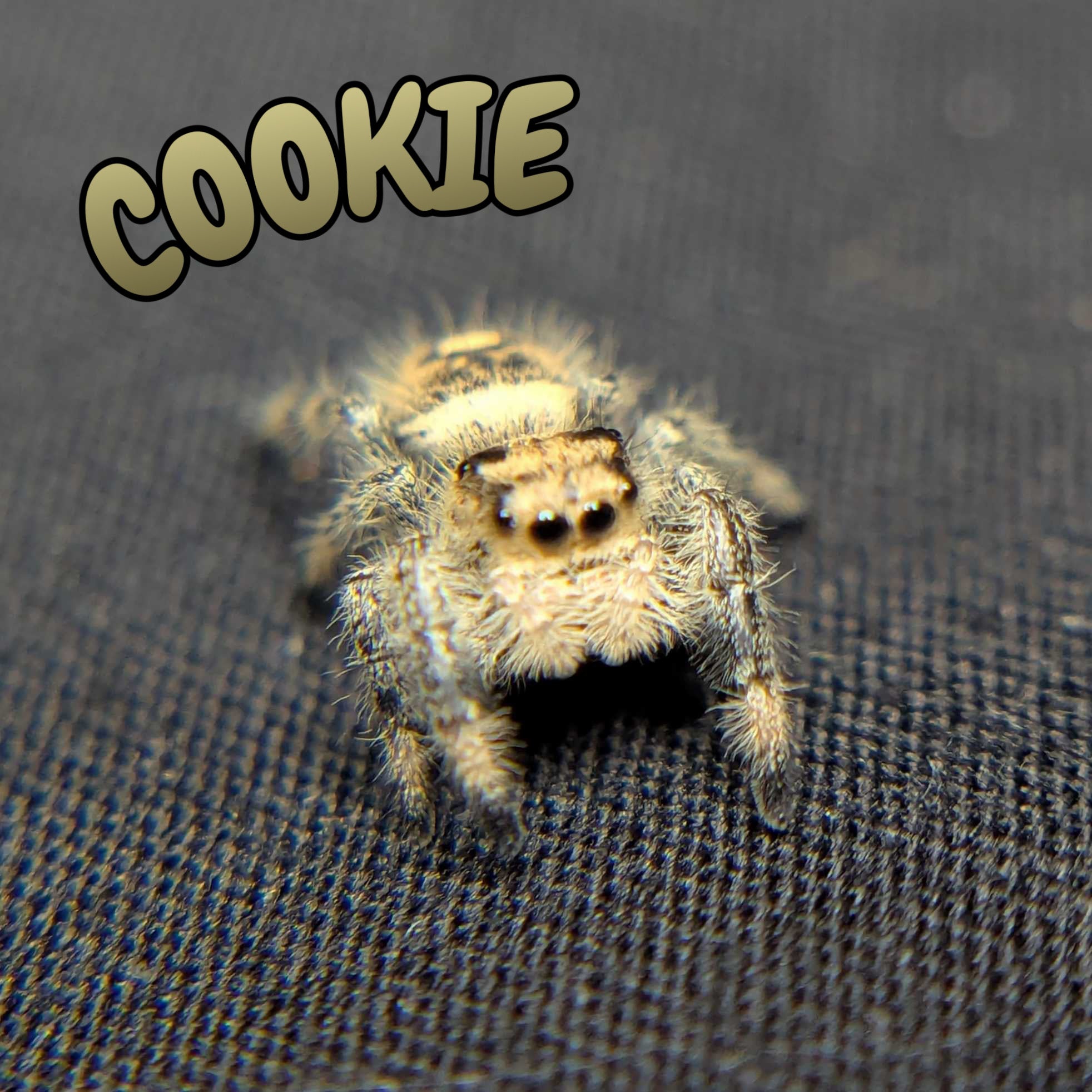 Regal Jumping Spider "Cookie"