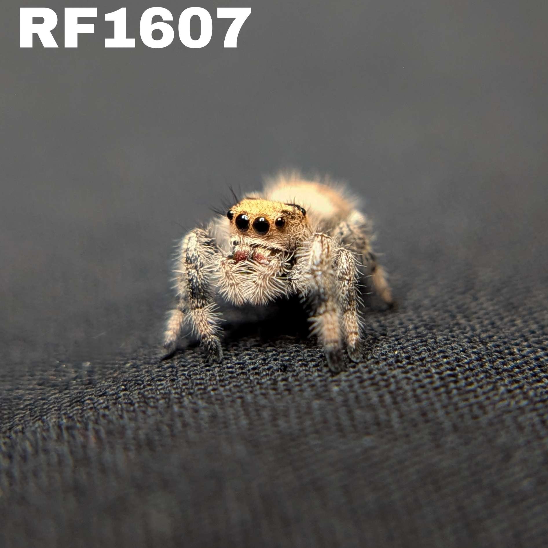 Regal Jumping Spider "Strawberry"