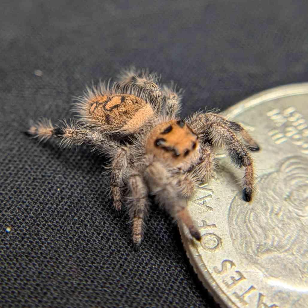 Regal Jumping Spider "Sahara"