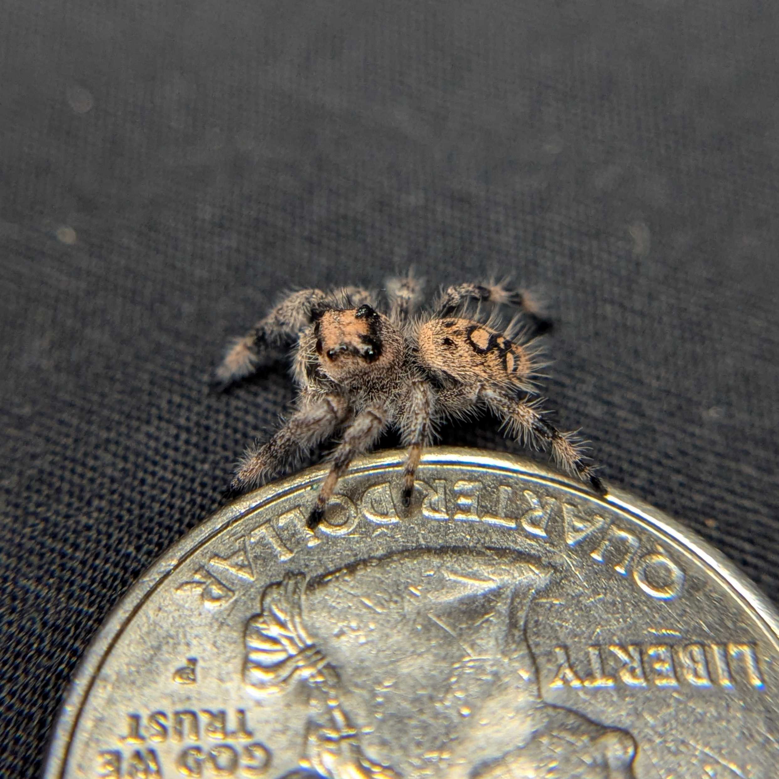 Regal Jumping Spider "Yam"