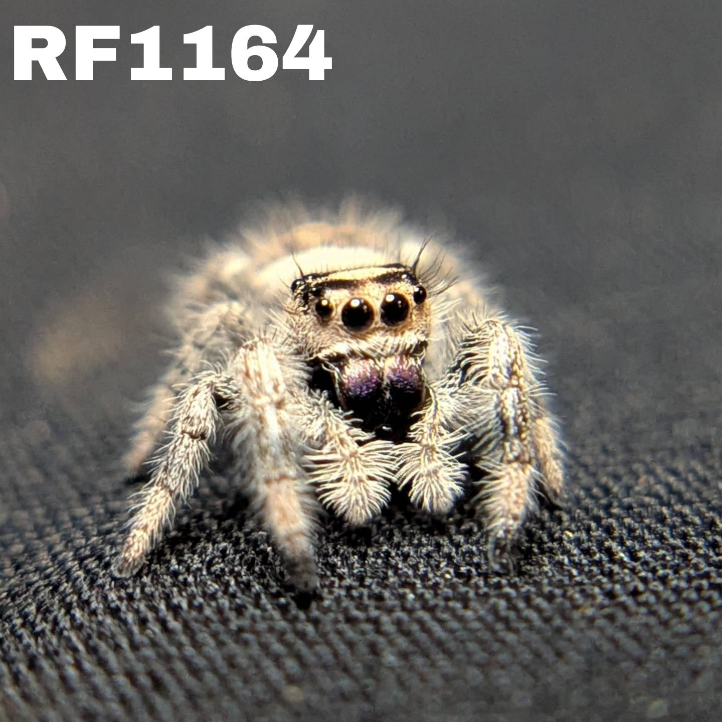 Regal Jumping Spider “Purple”