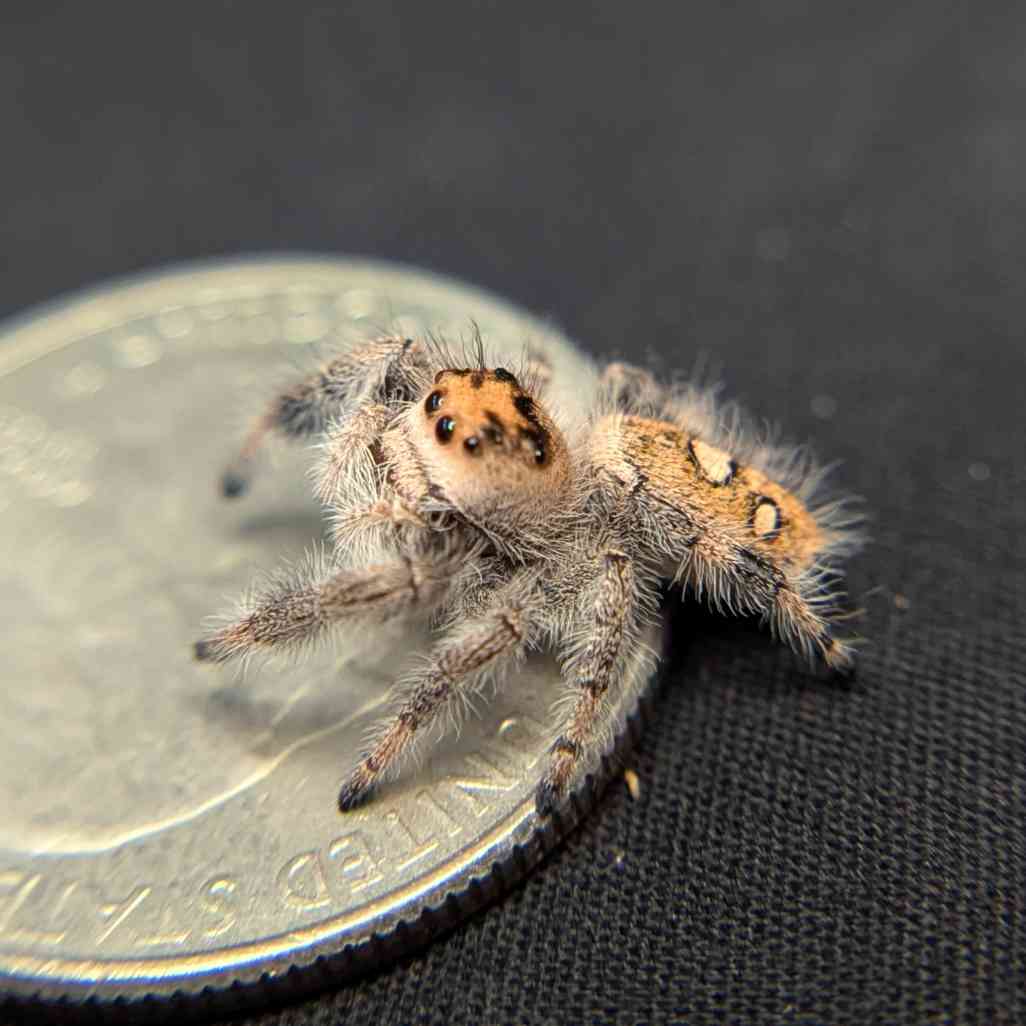 Regal Jumping Spider "Artemis"