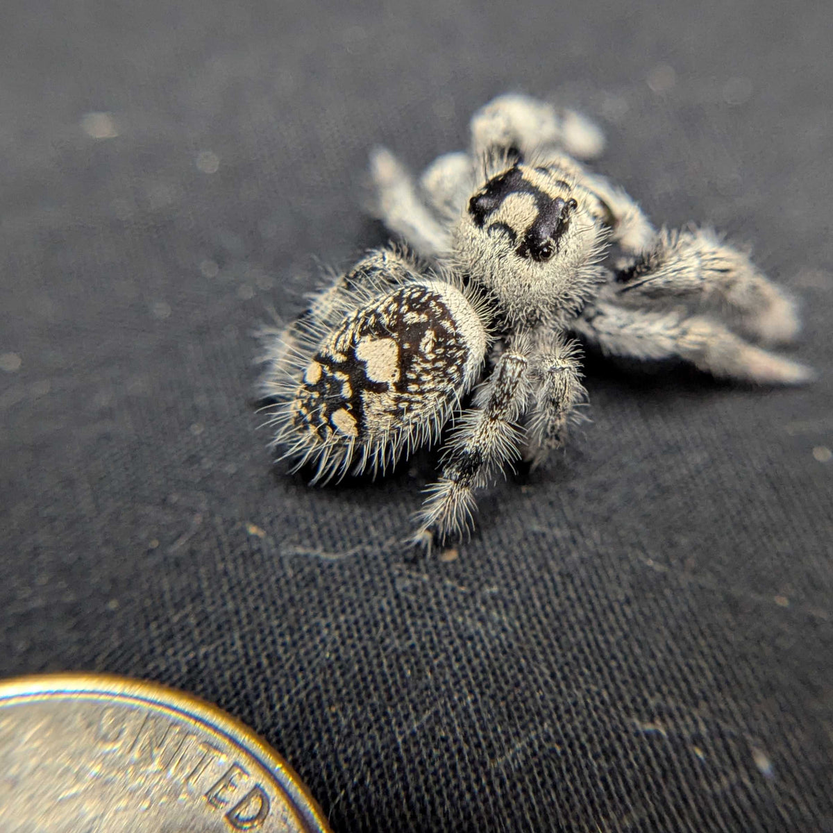 Regal Jumping Spider "Honey"
