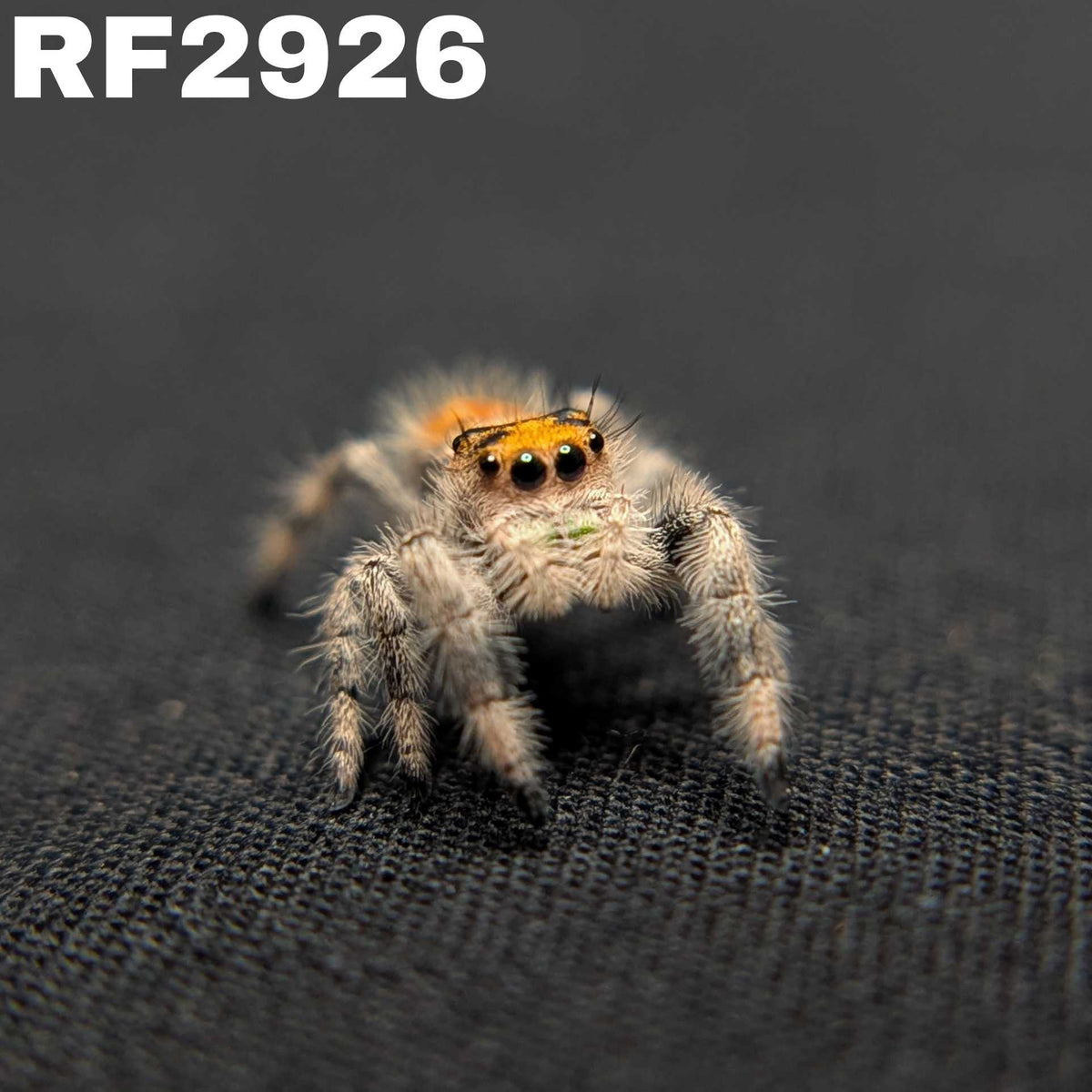 Regal Jumping Spider “Marigold”
