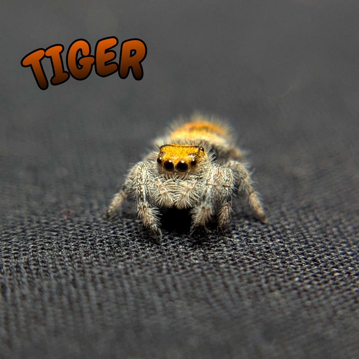 Regal Jumping Spider "Tiger"