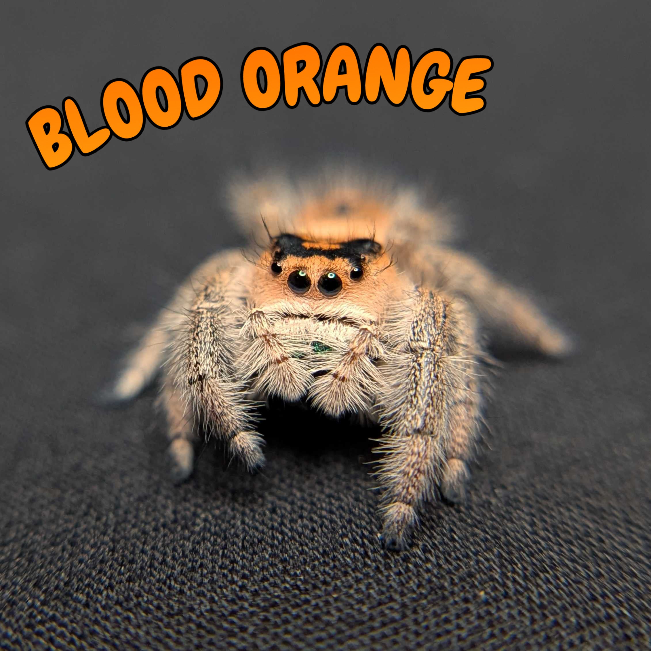 Regal Jumping Spider "Blood Orange"