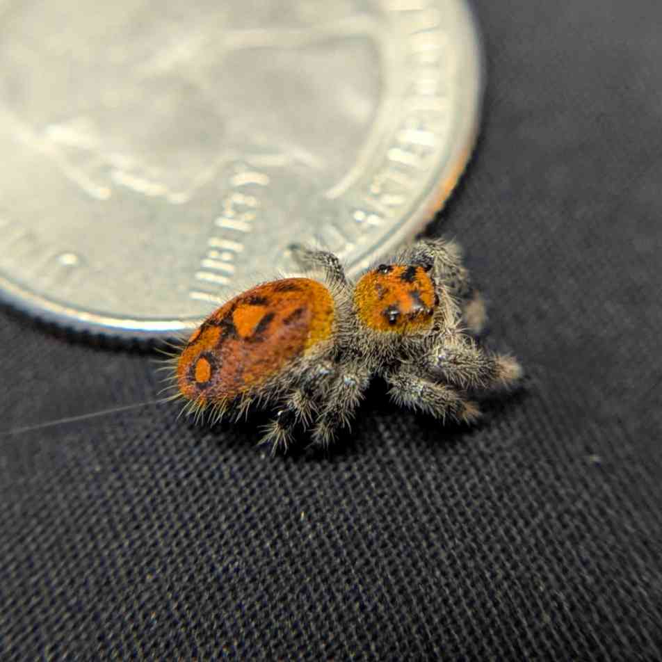 Regal Jumping Spider "Buttersizzle"