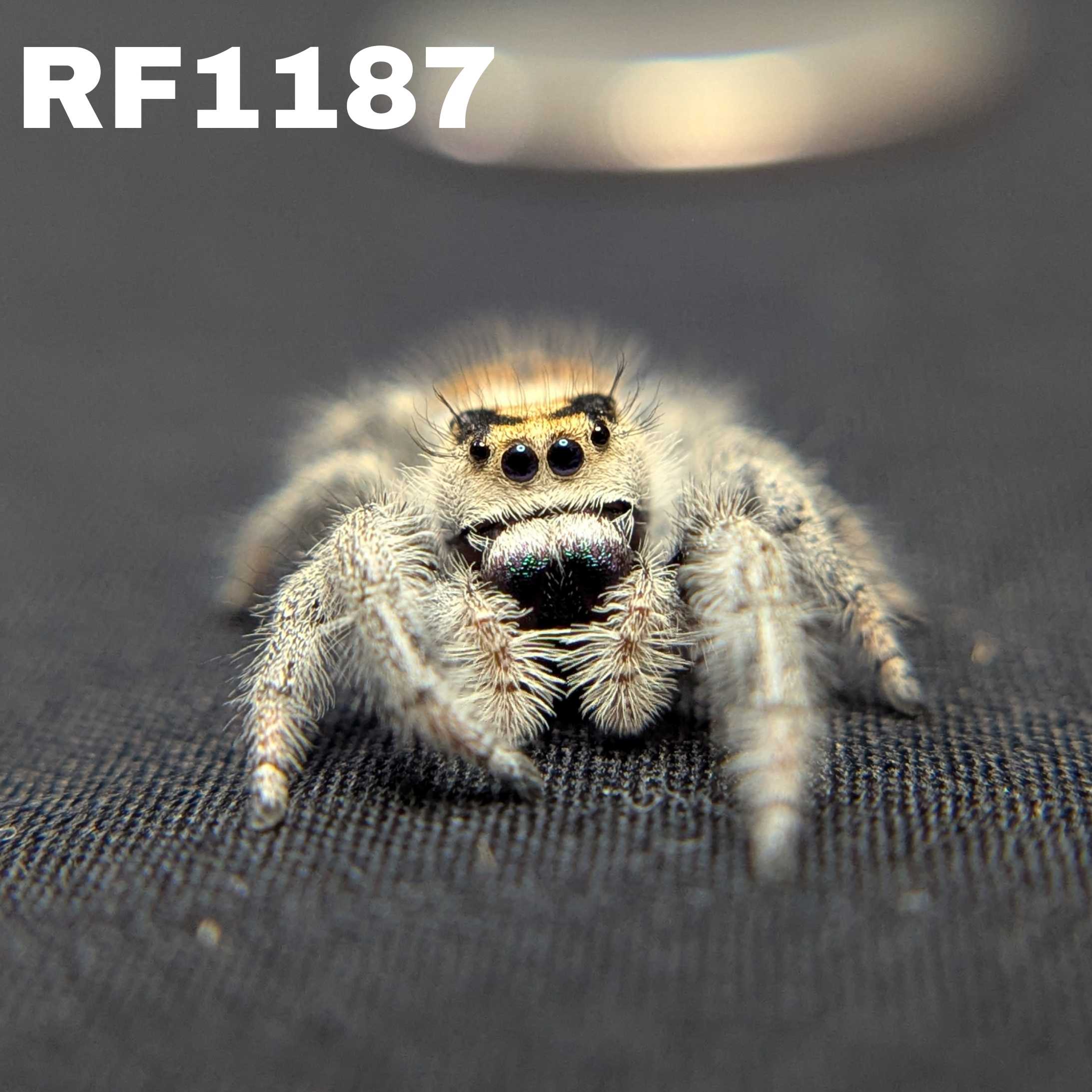 Regal Jumping Spider "Jade"